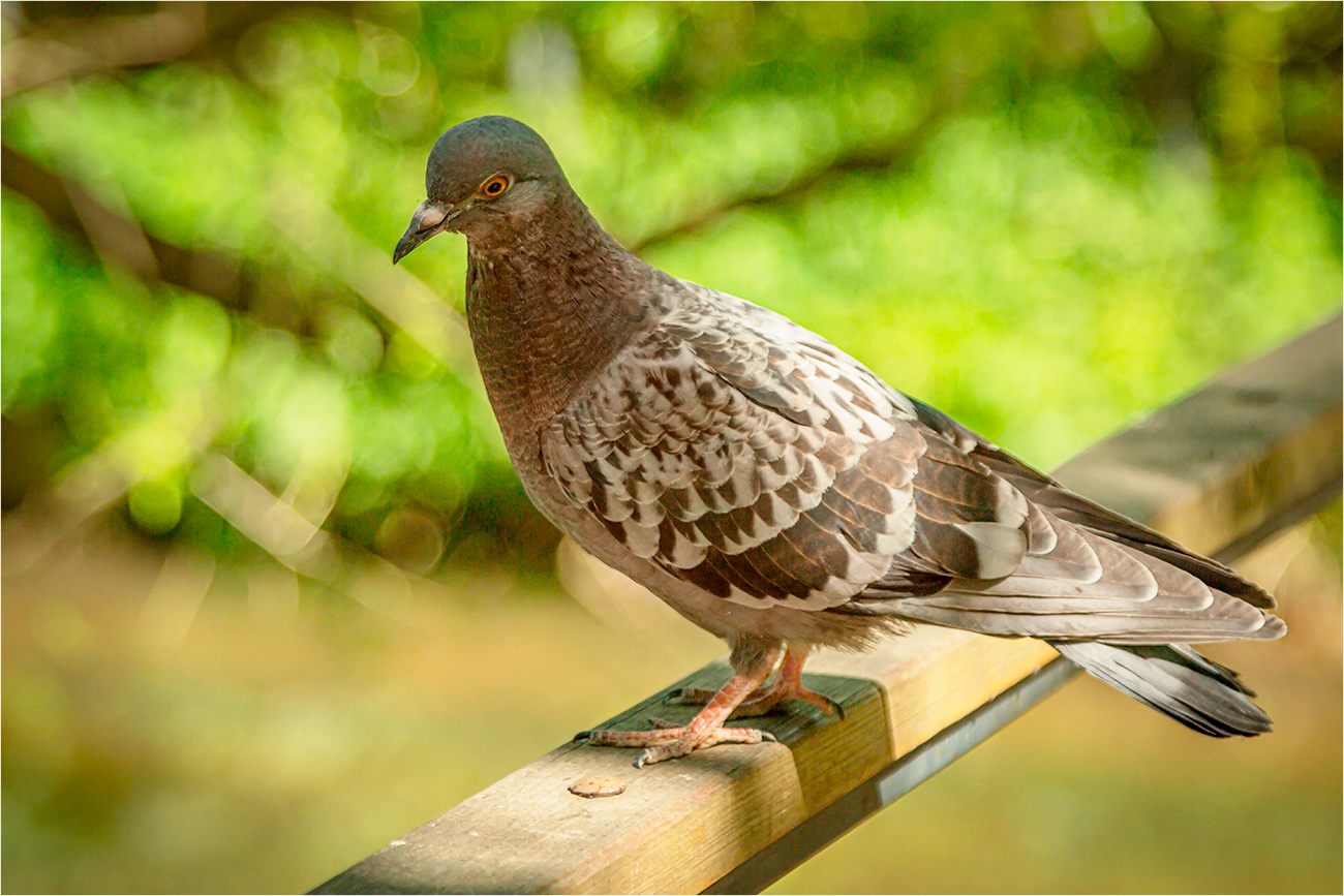 Любопытный!