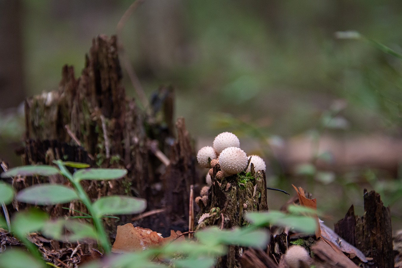 Пни-пенёчки!