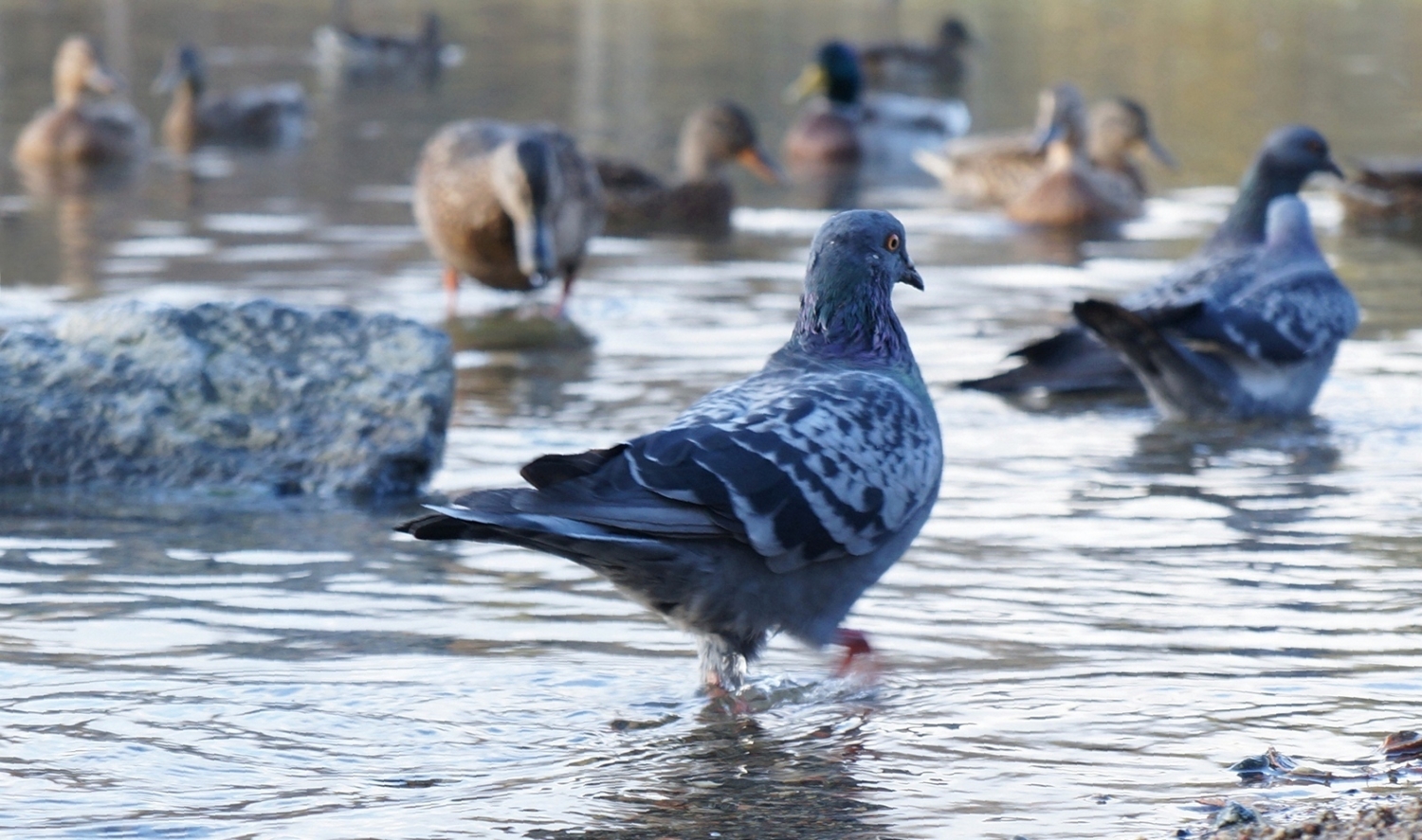 По морям, по волнам..