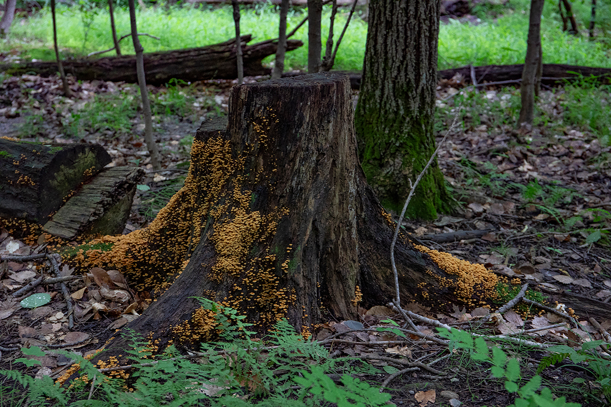 Облепиха из грибов