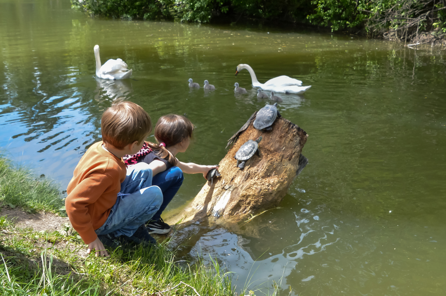 Жизнь вокруг старого пня