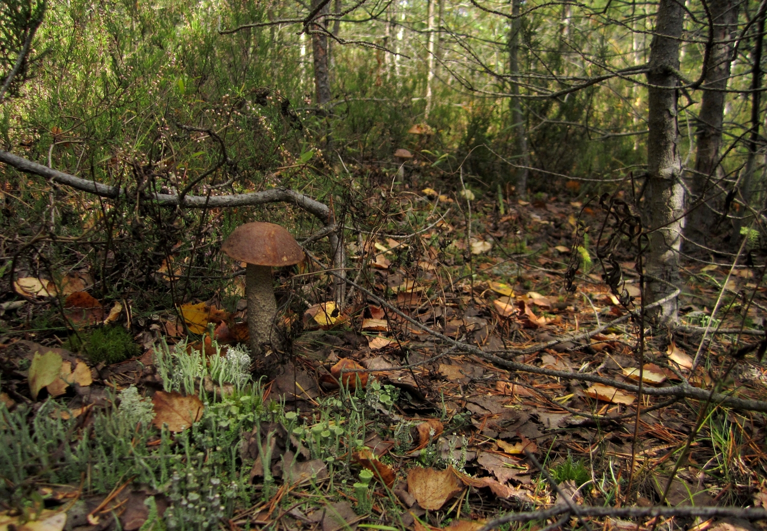 Грибов видимо-невидимо