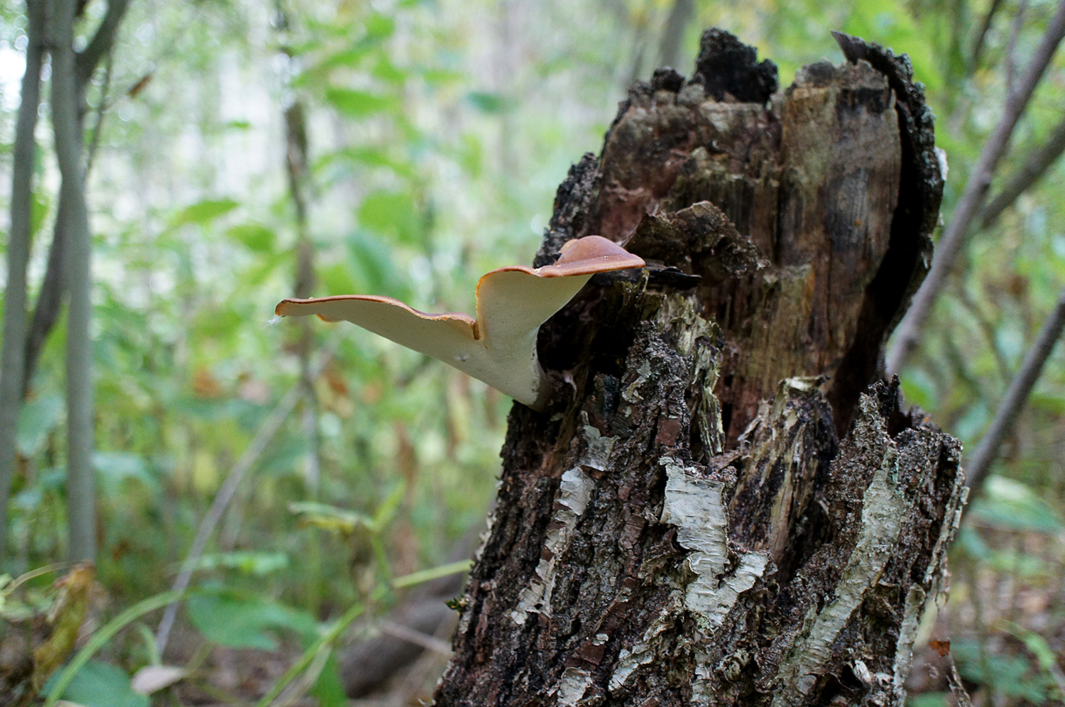 А пню летать охота!!!