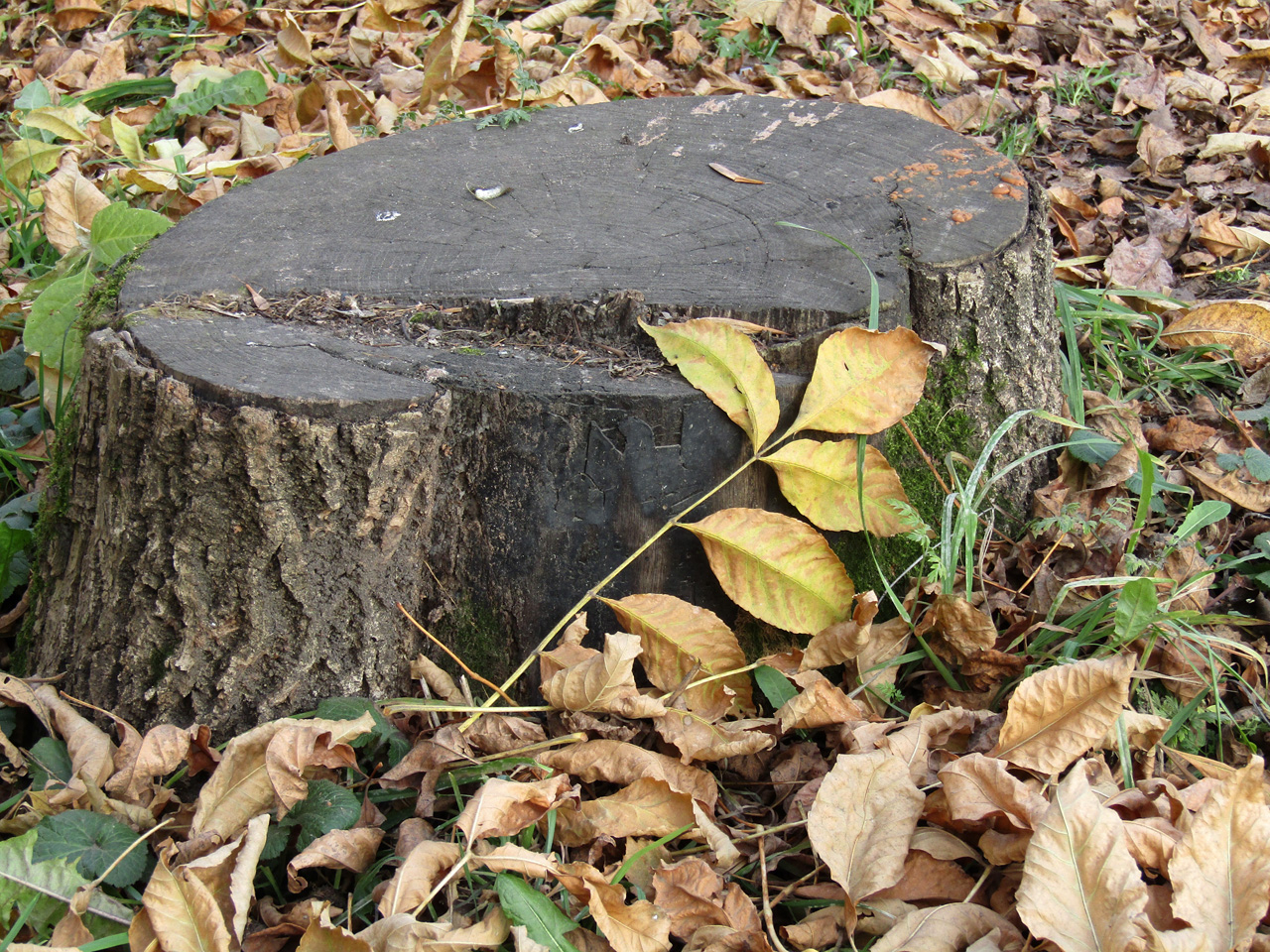 Осенний пень в осенний день