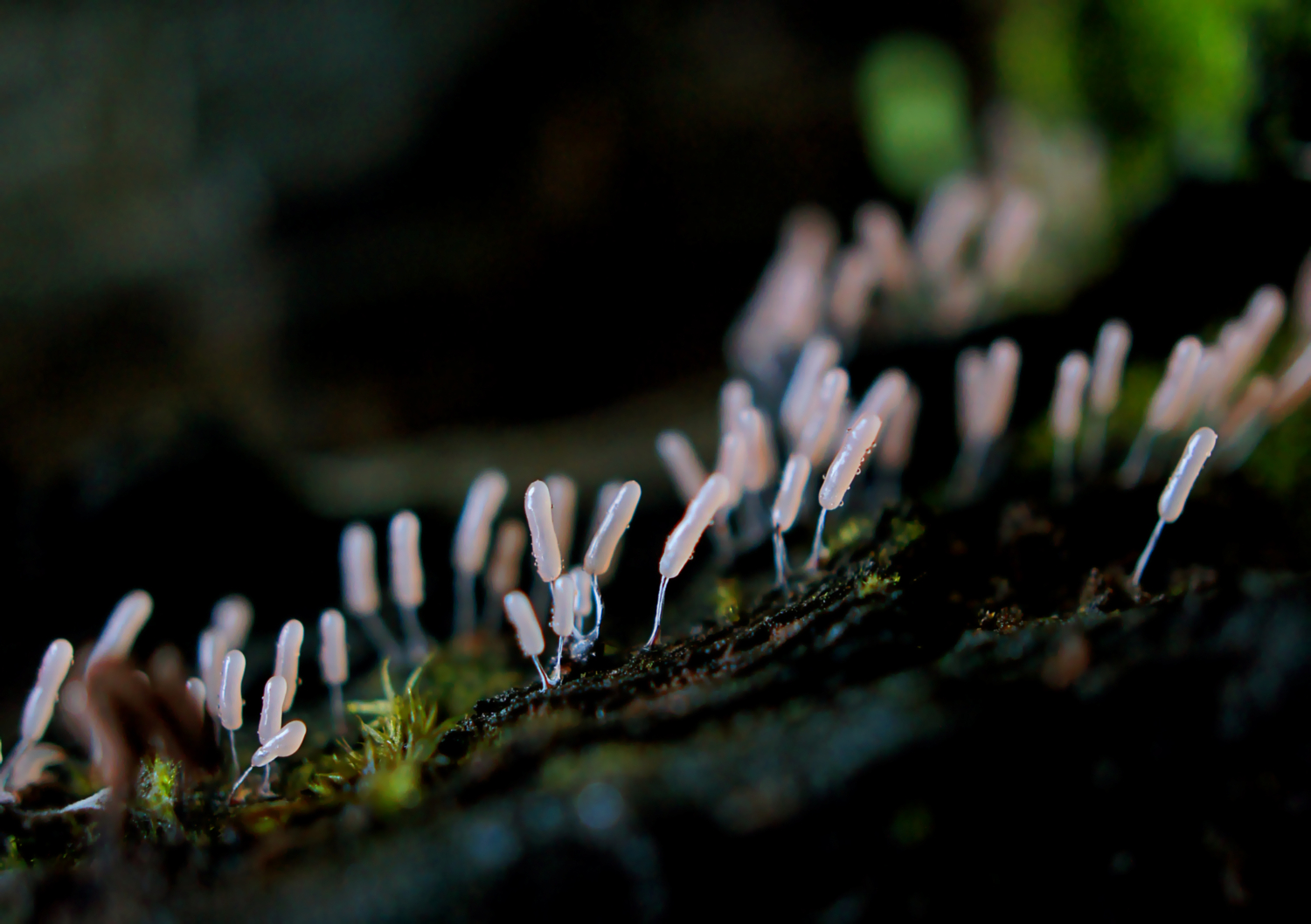 Грибы бывают разные