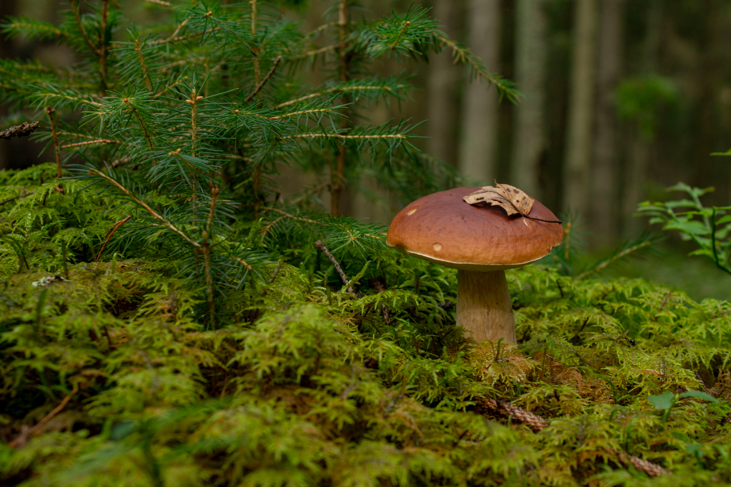 Белый гриб.