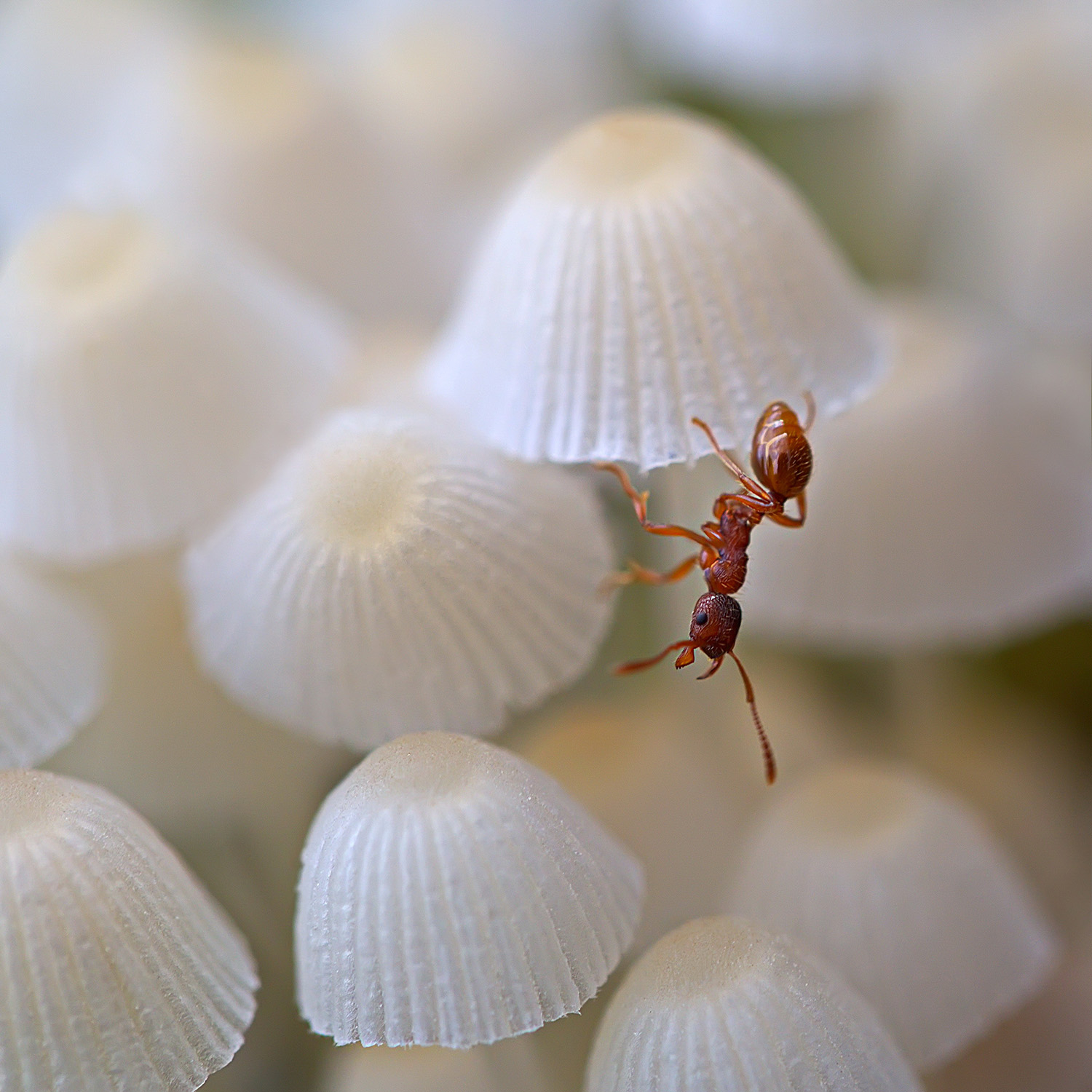 На распродаже зонтиков