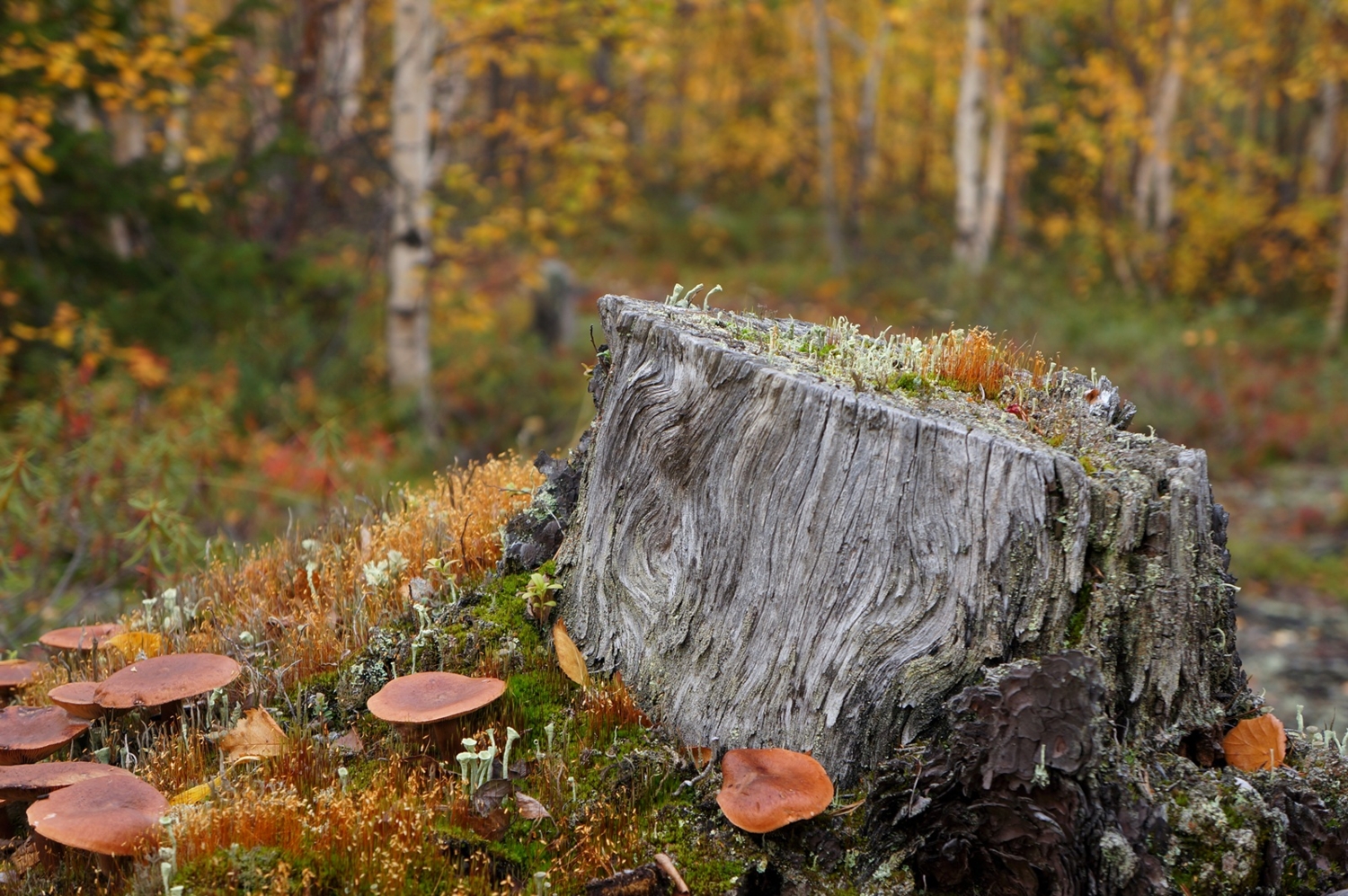 Минимир и макромир