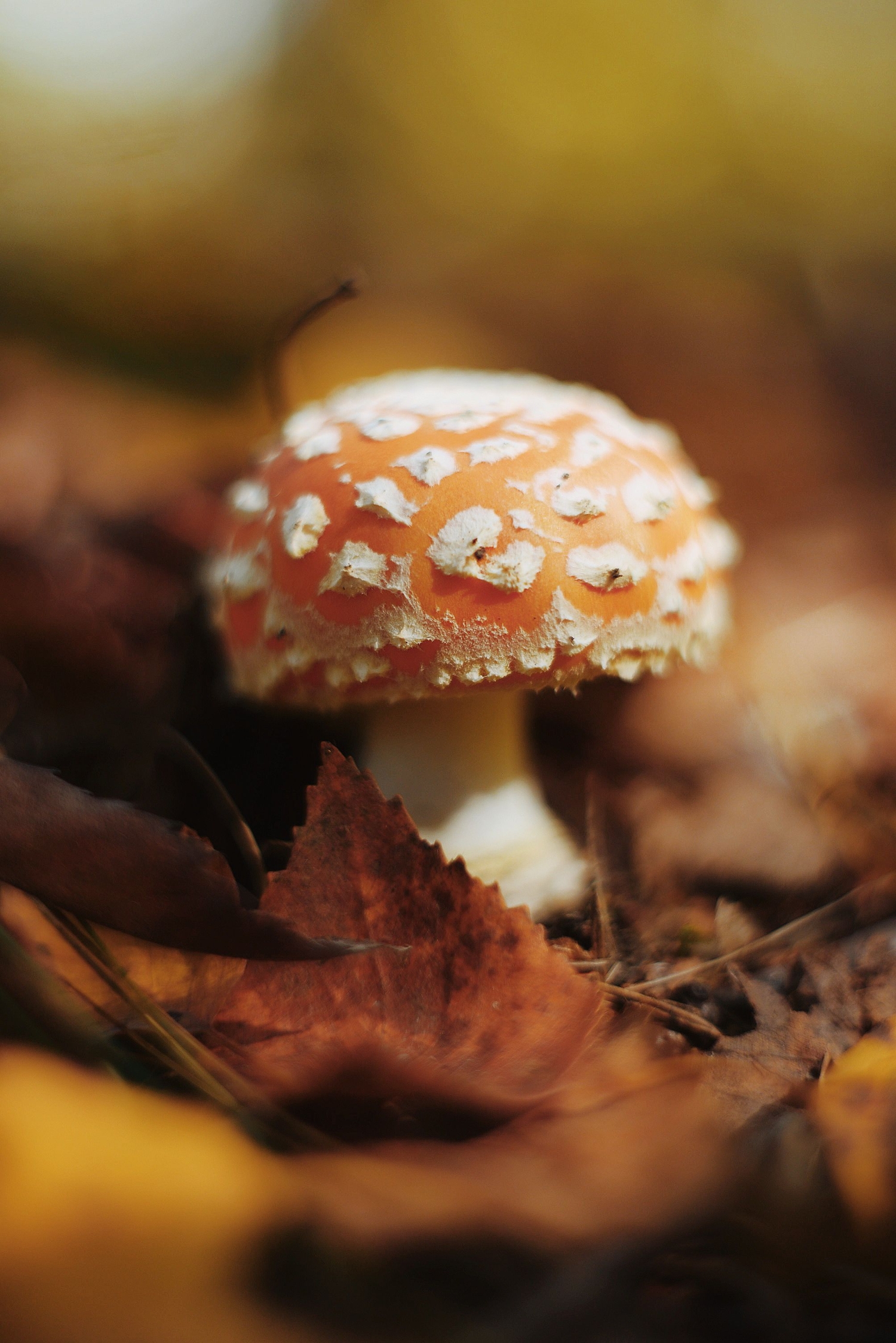 Осенний мухомор