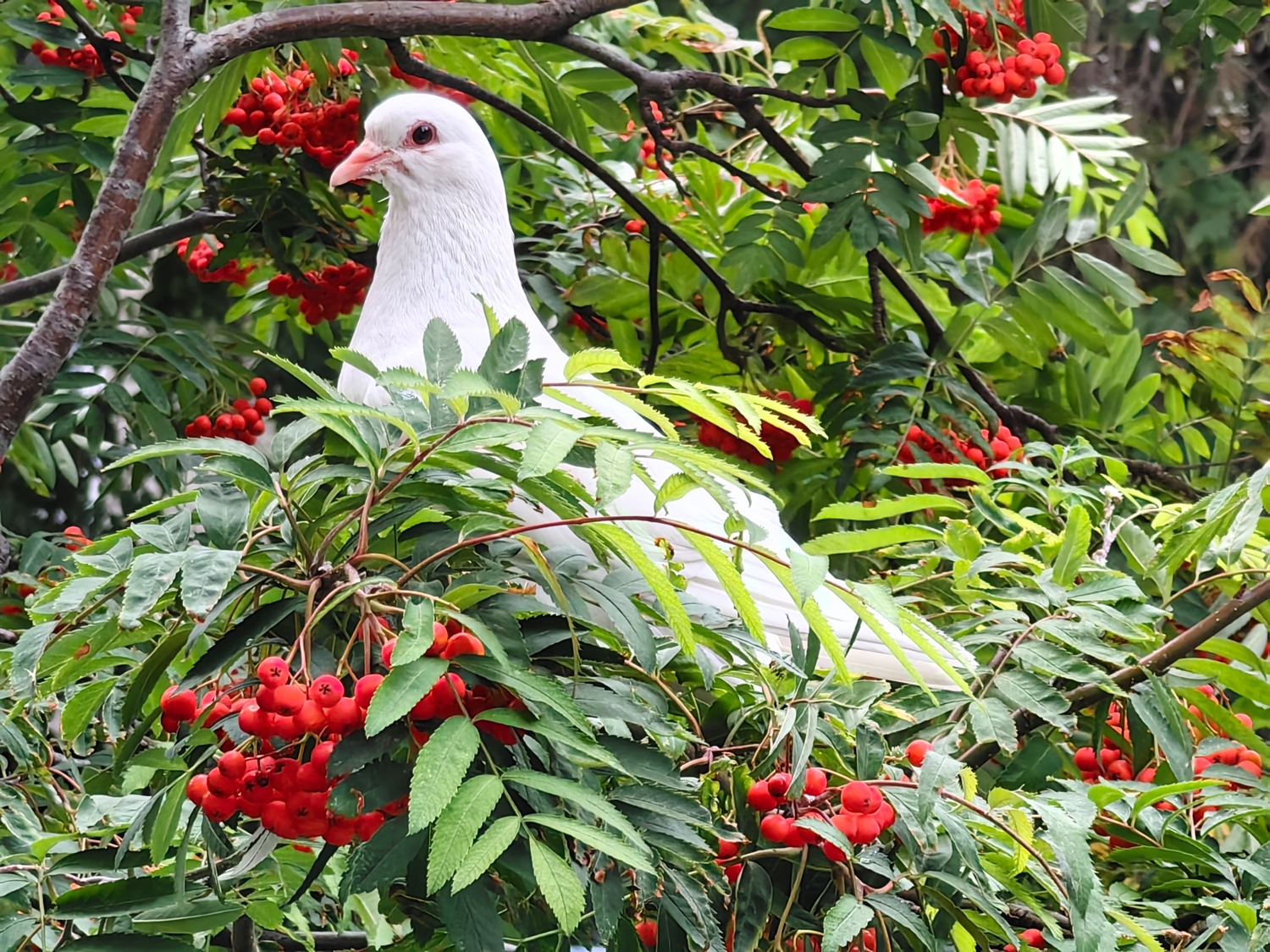 Белый голубь