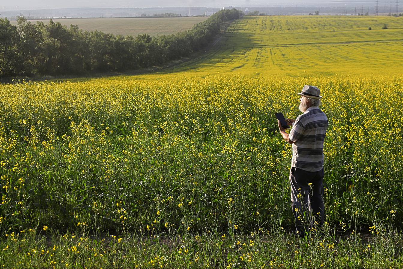 В горчичном поле