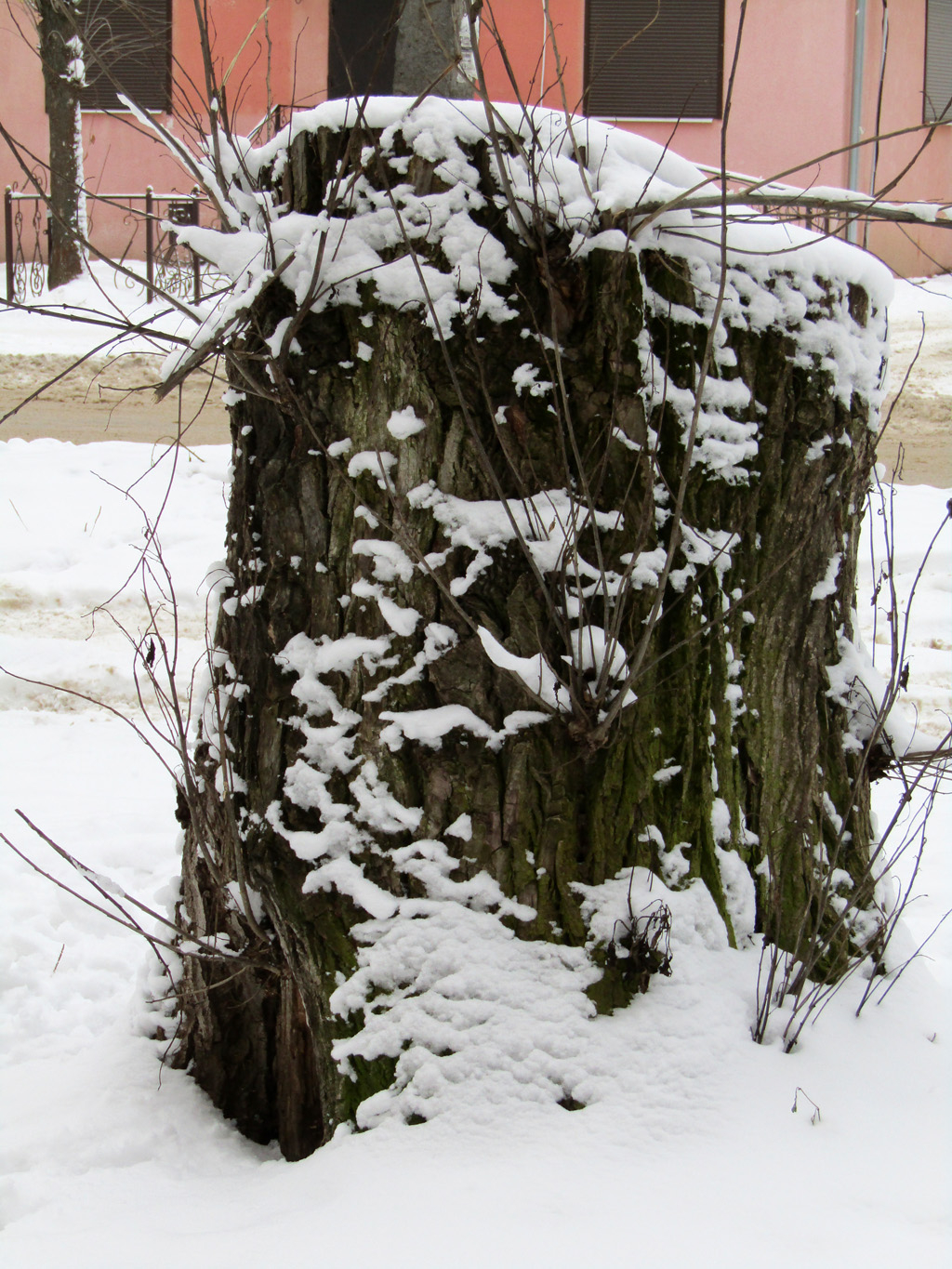 Найди бегущую собаку на пне