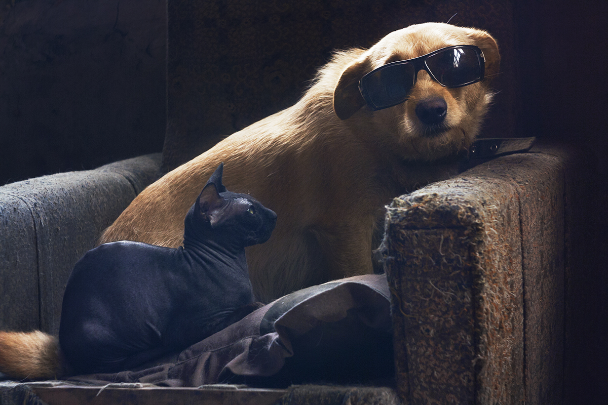 котопёсная матрица