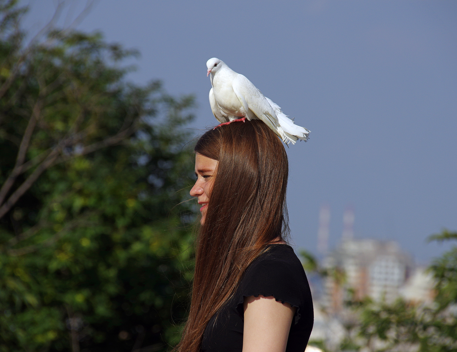 С белым голубем