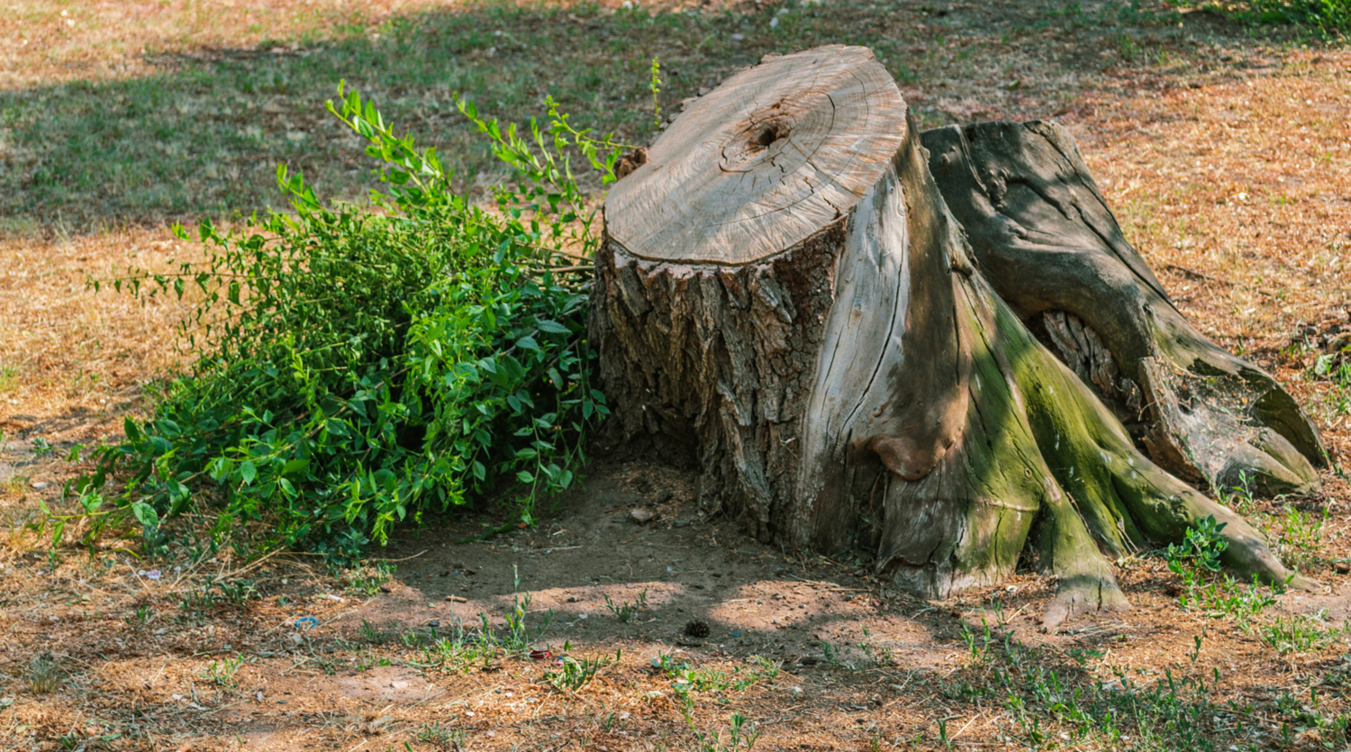 Даже пень в весенний день...