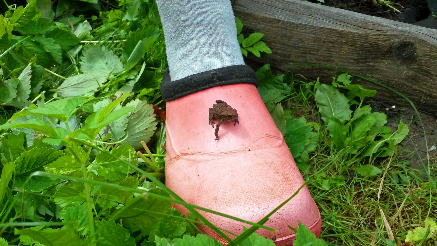 Природа это её