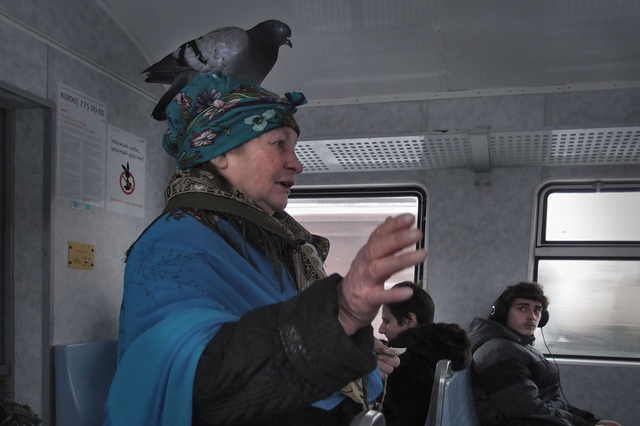 Как голубь  зайцем ехал )