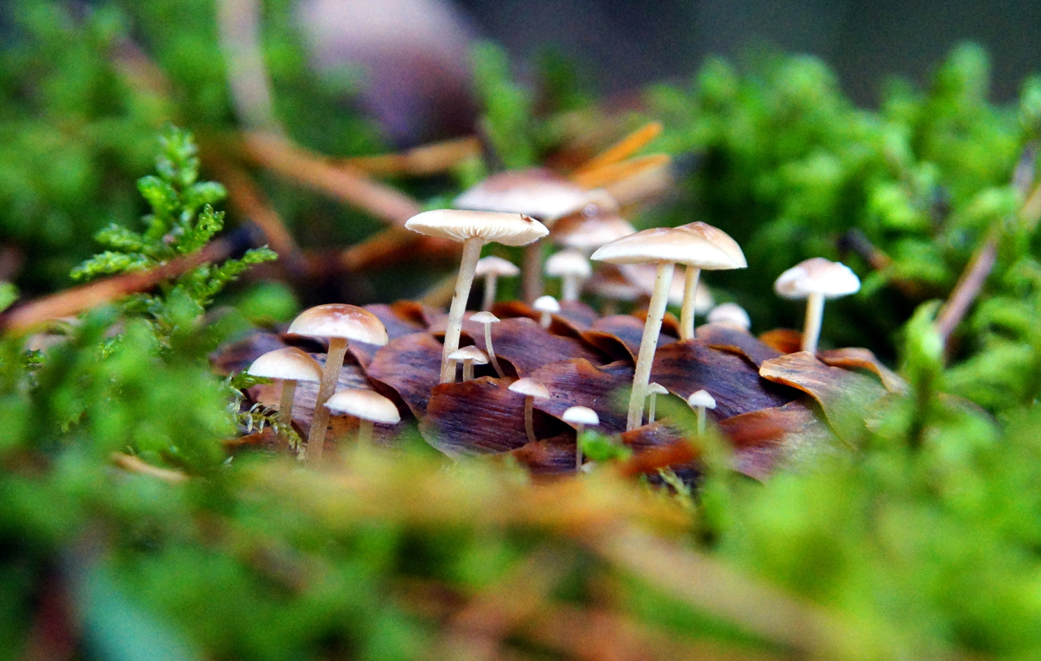 Семена подменили!