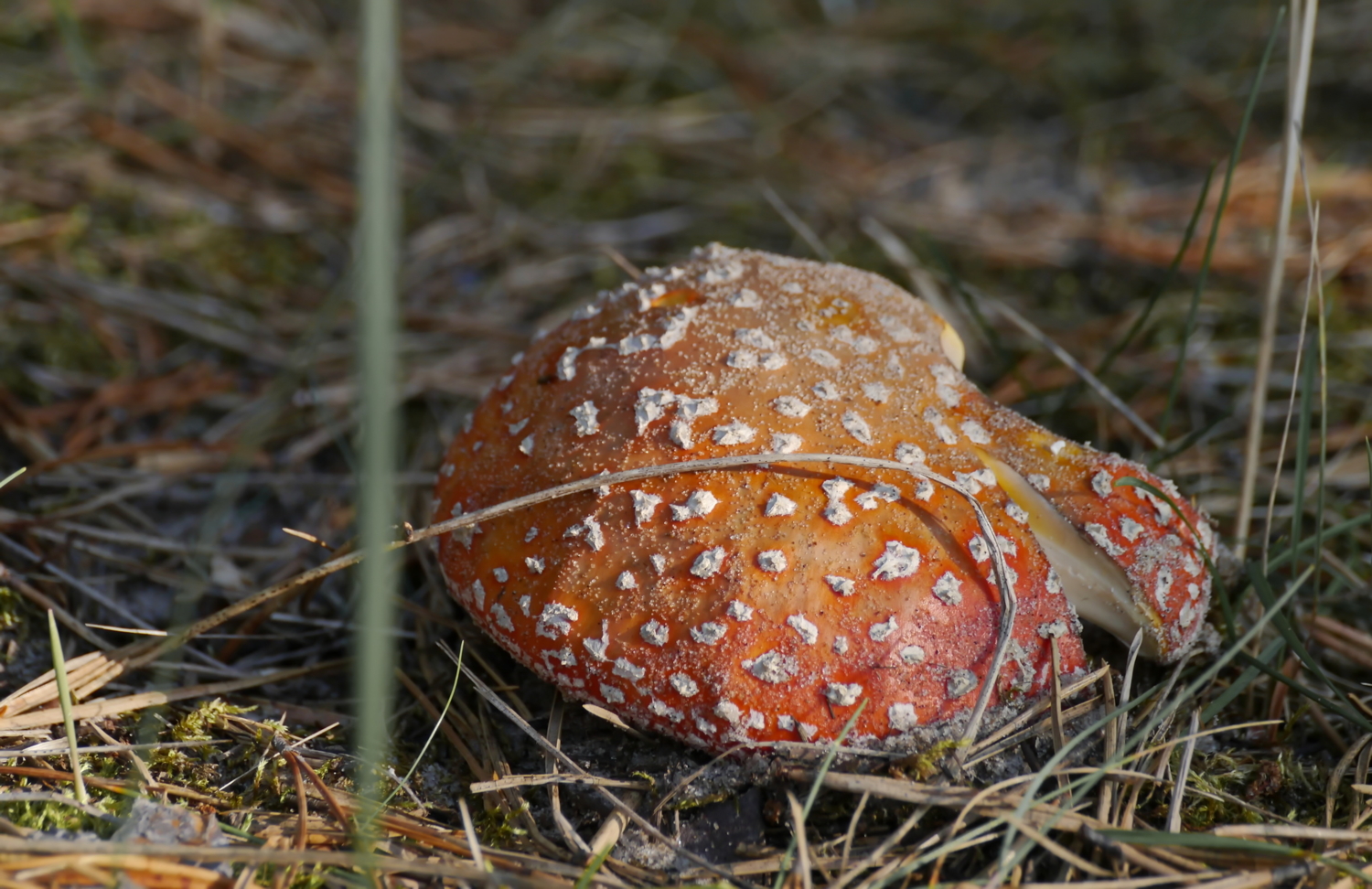 "Кусок пирога-угощайтесь"- Баба Яга !)