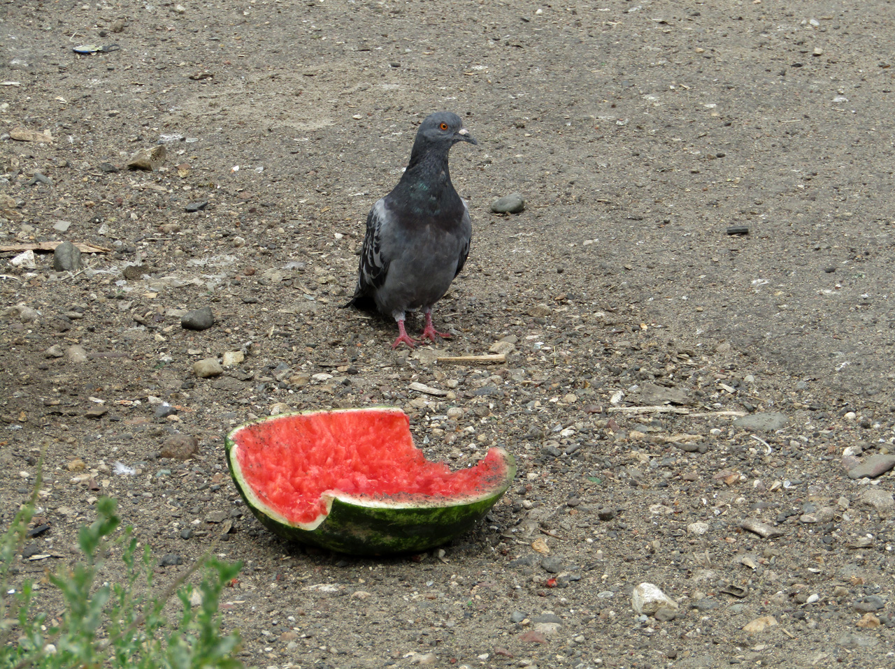 Есть или не есть, вот в чем вопрос