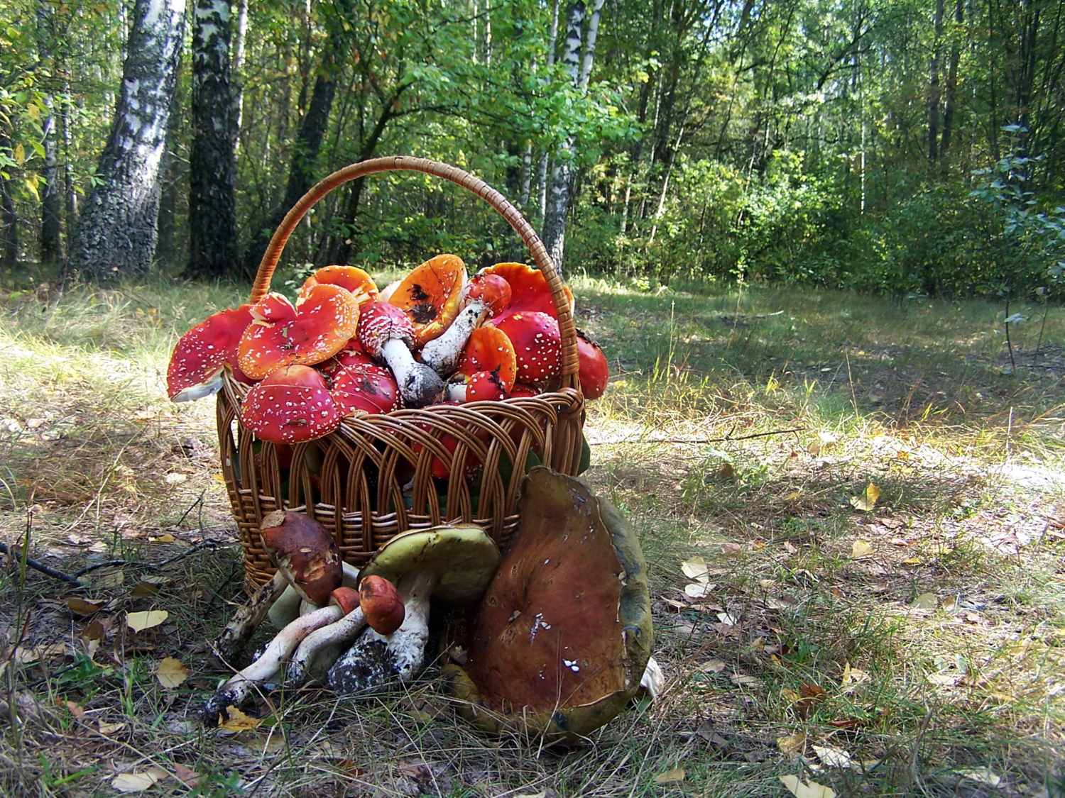 Белых нет, берём красные.