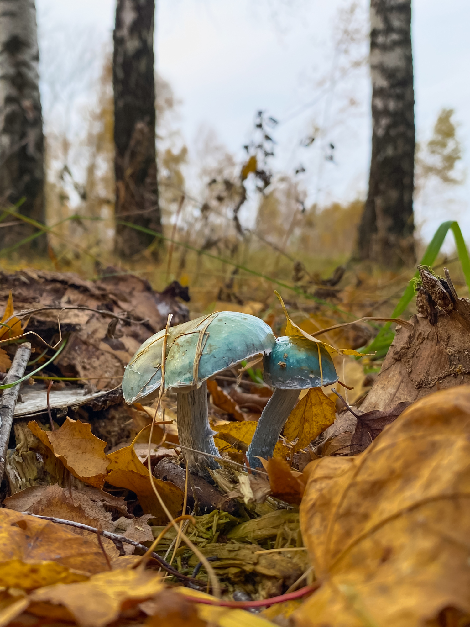 Напоминающий о Мальдивах в осеннем лесу)