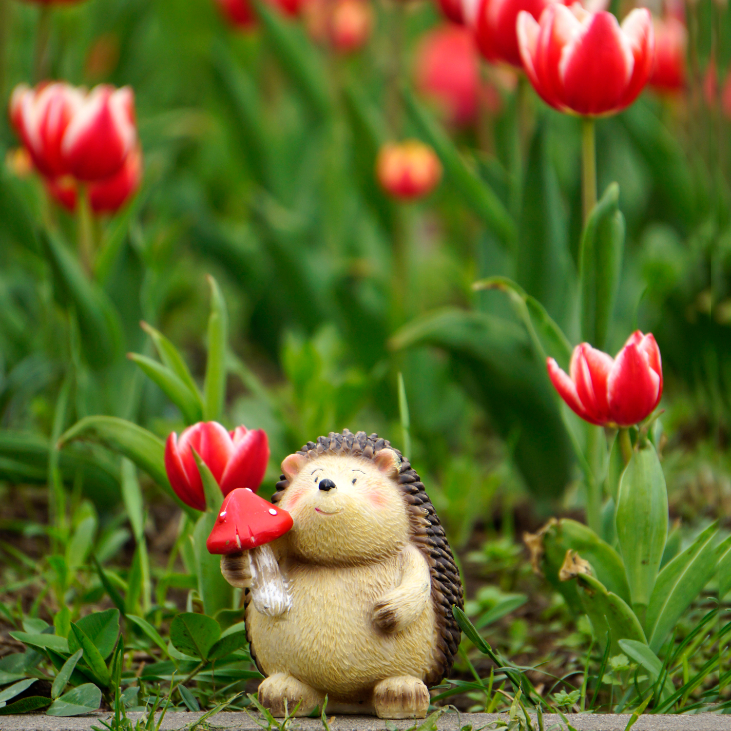 Ежик хватит этих грибов!