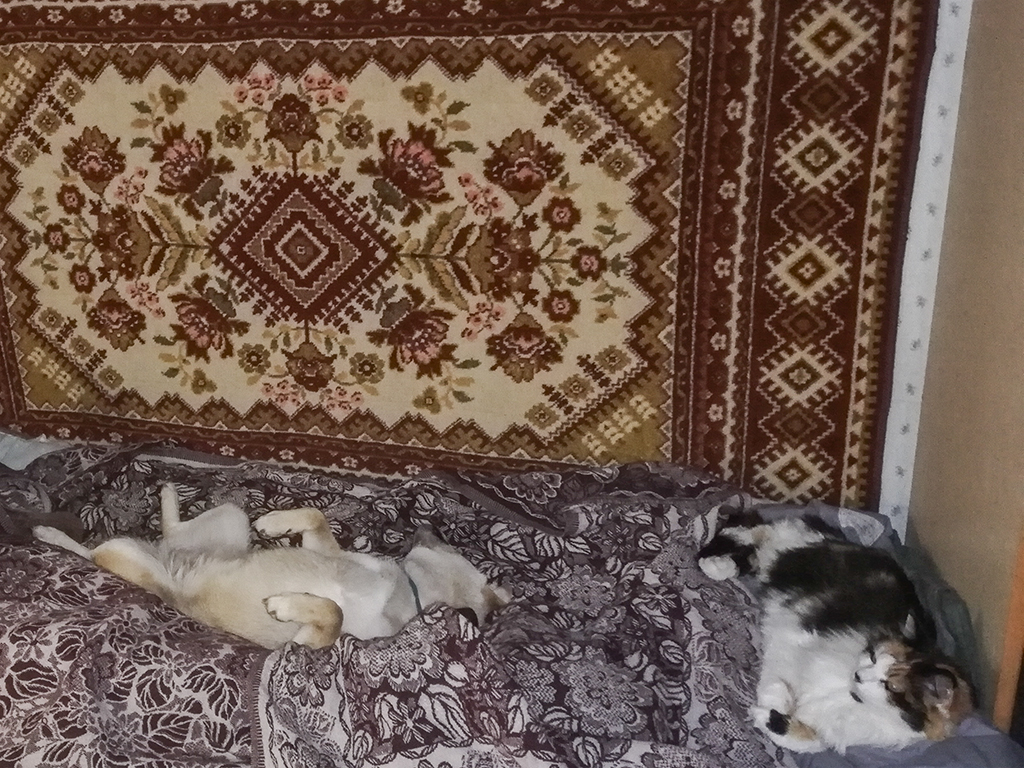 Пока хозяева на работе