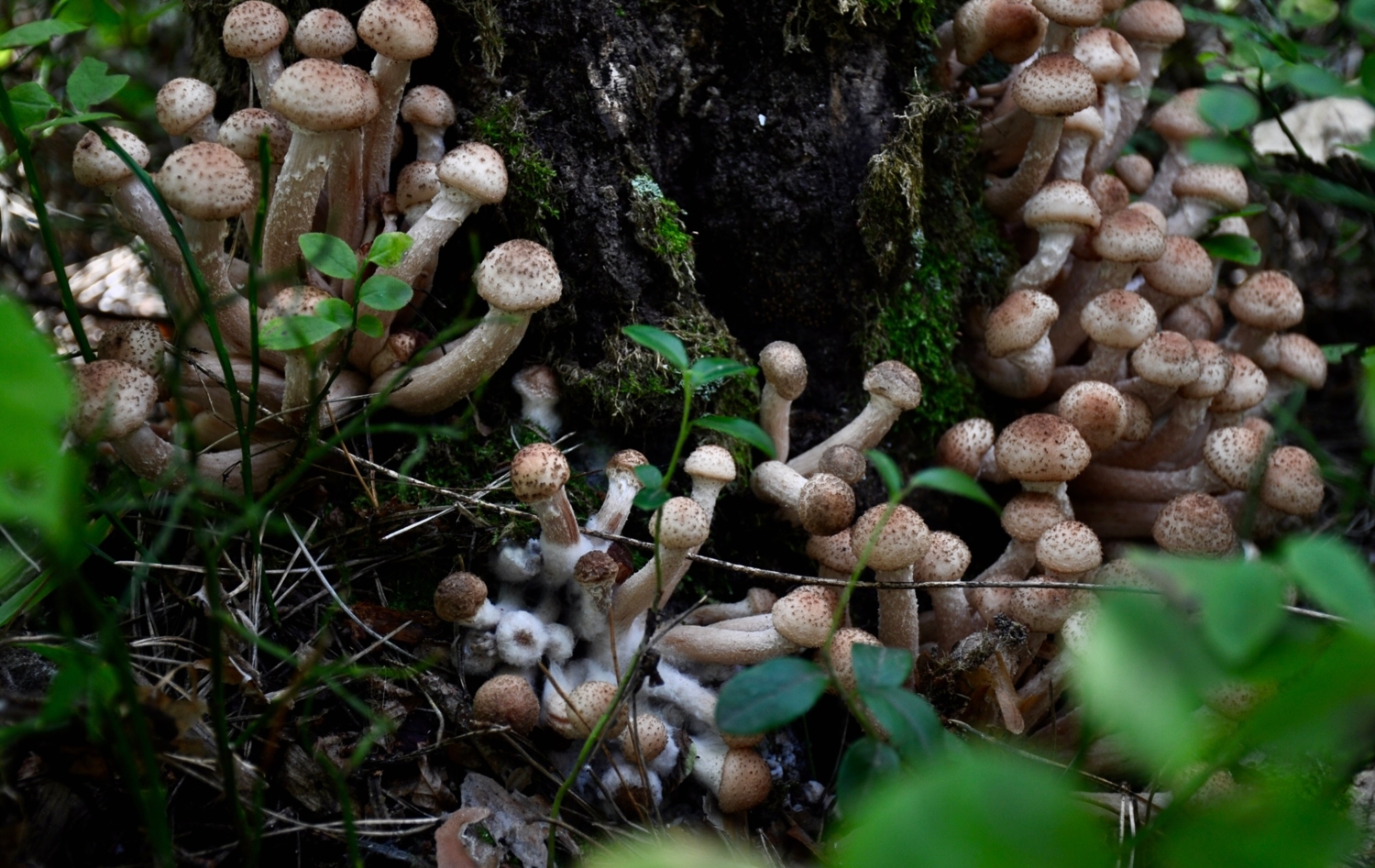 Славные ребята