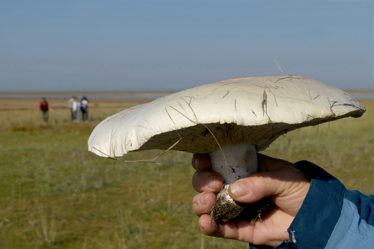 Во какой нашла большой грибочек! Поглядите-ка...
