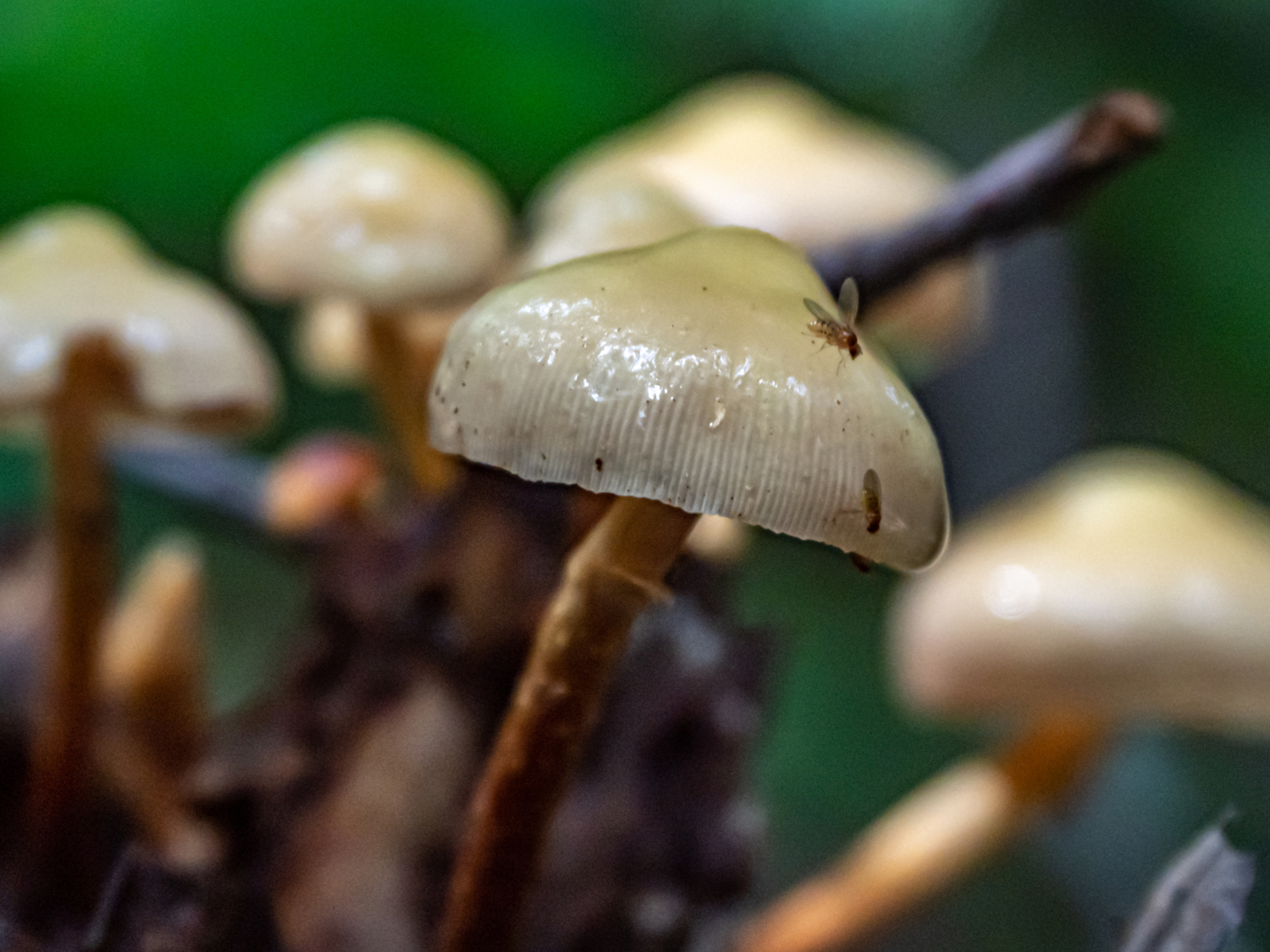 Псилоцибе и мушка