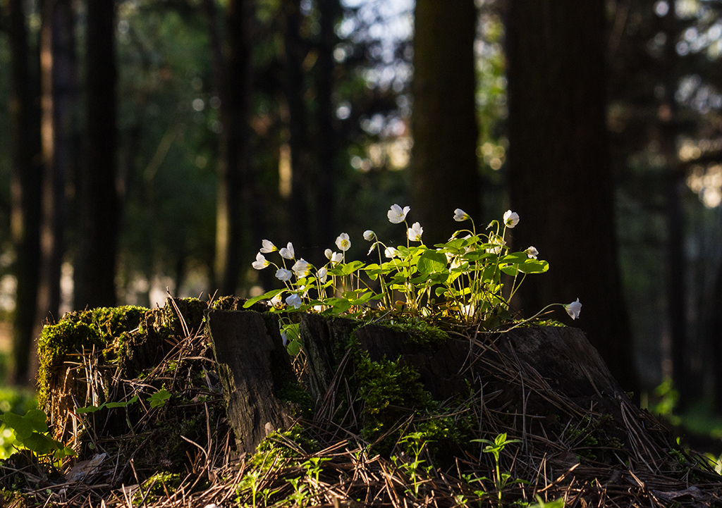 Апрельский пень