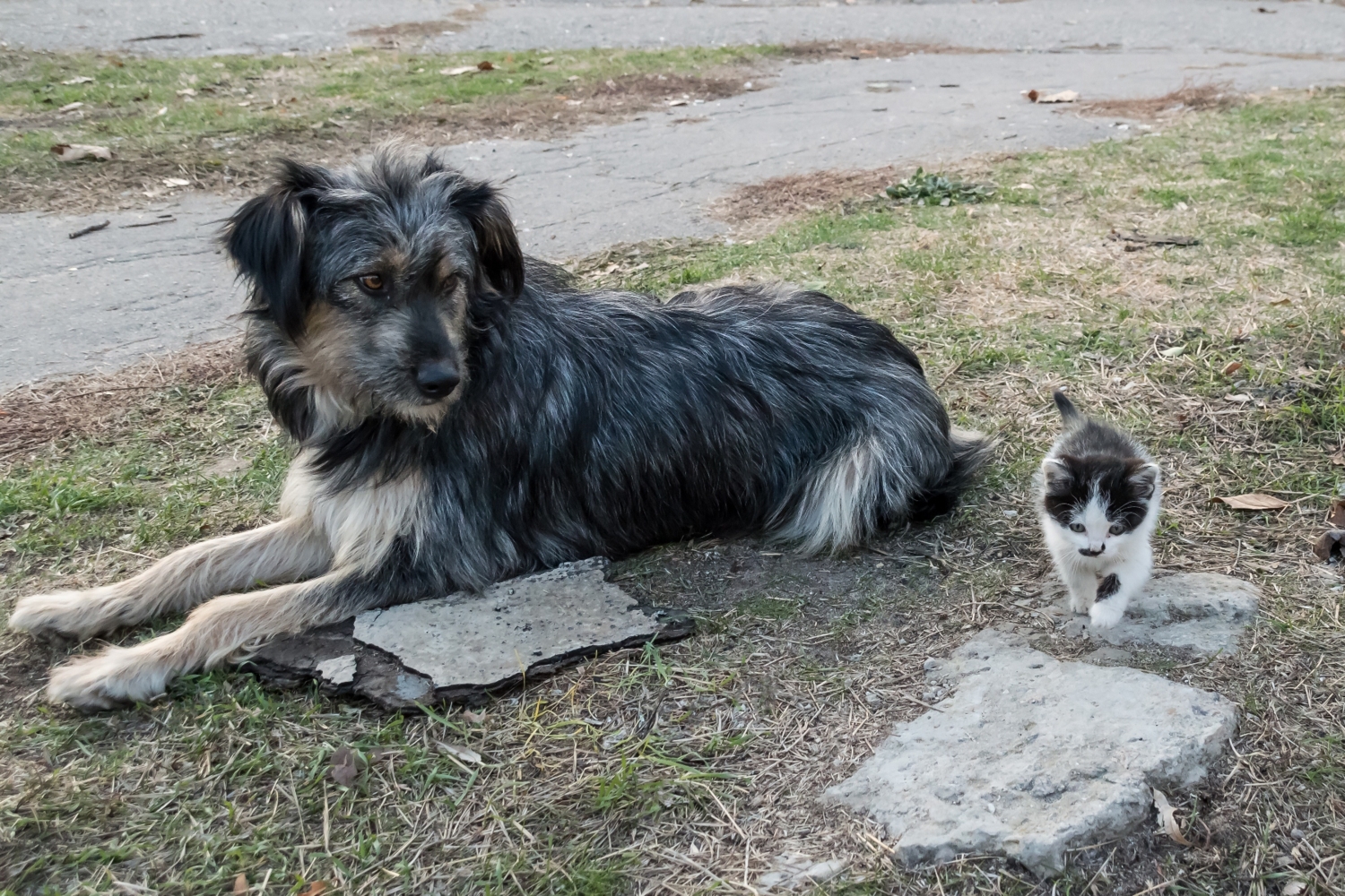 Маленький храбрец