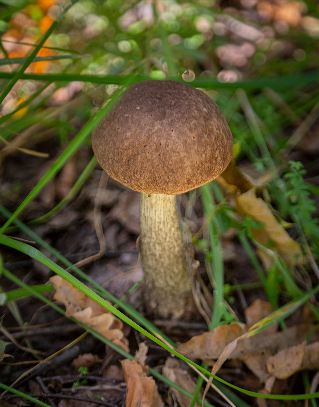 подберезовичек