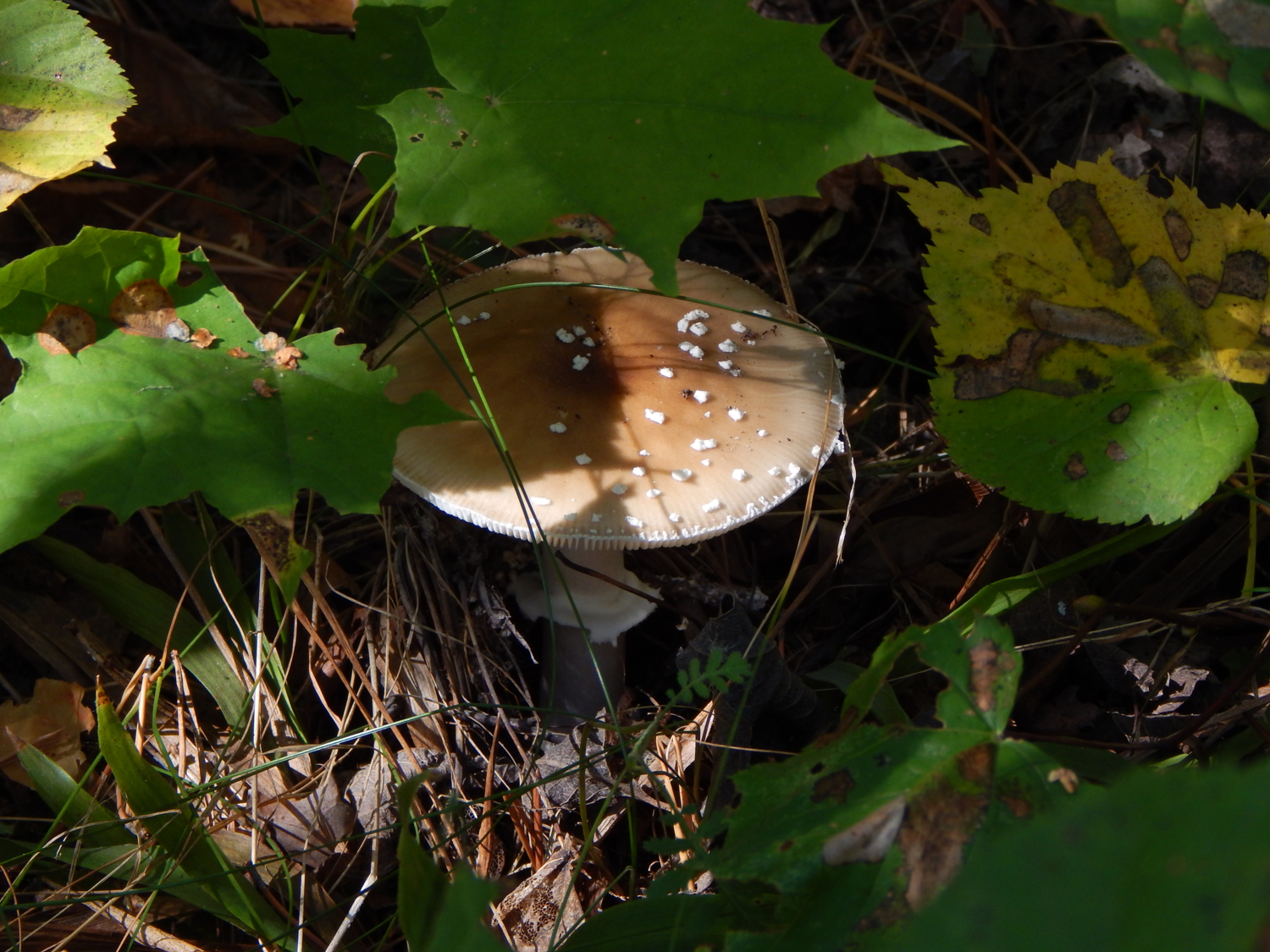 Поганый, но тоже гриб