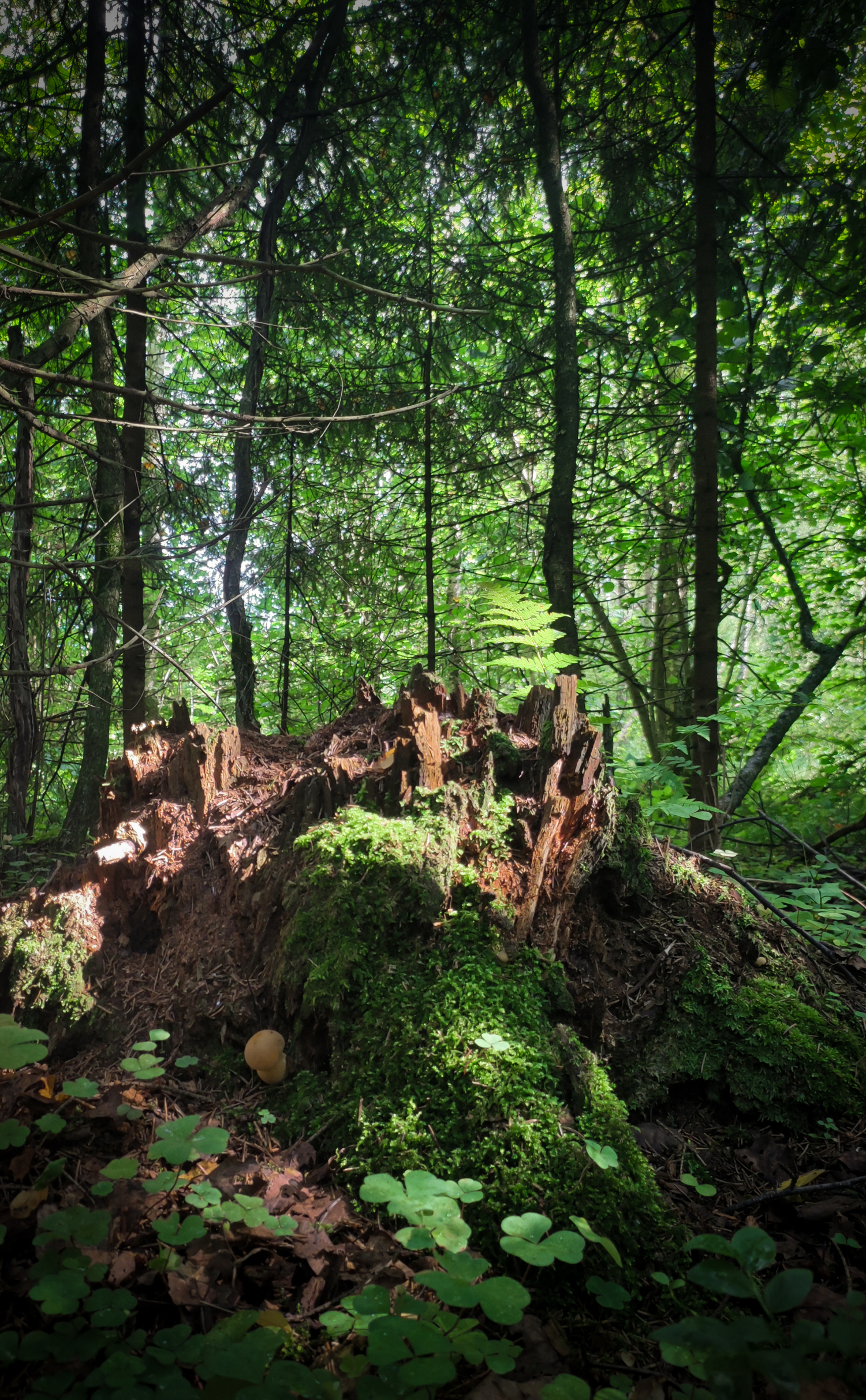 Пень лесной