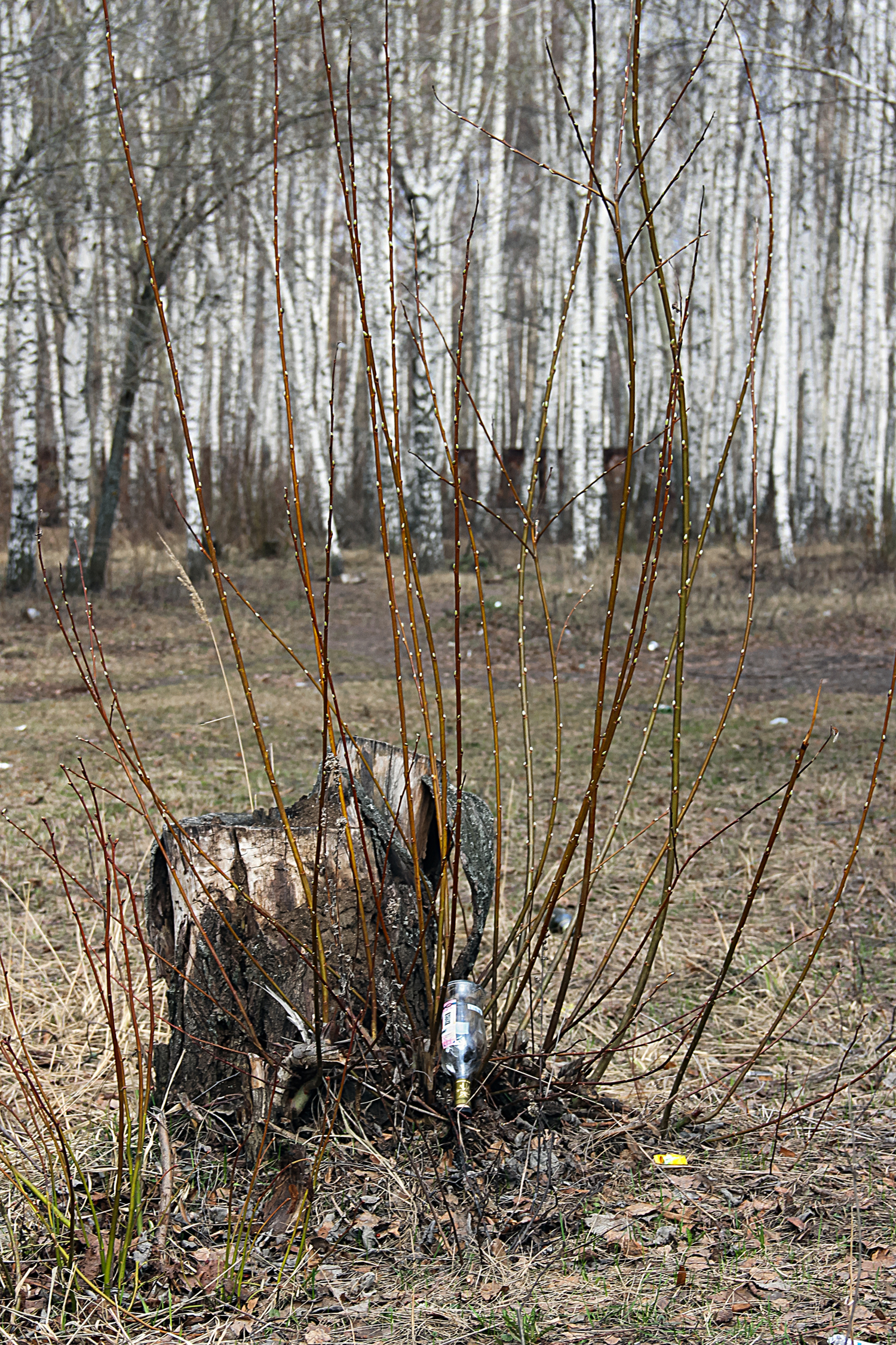 И даже пень в весенний день...