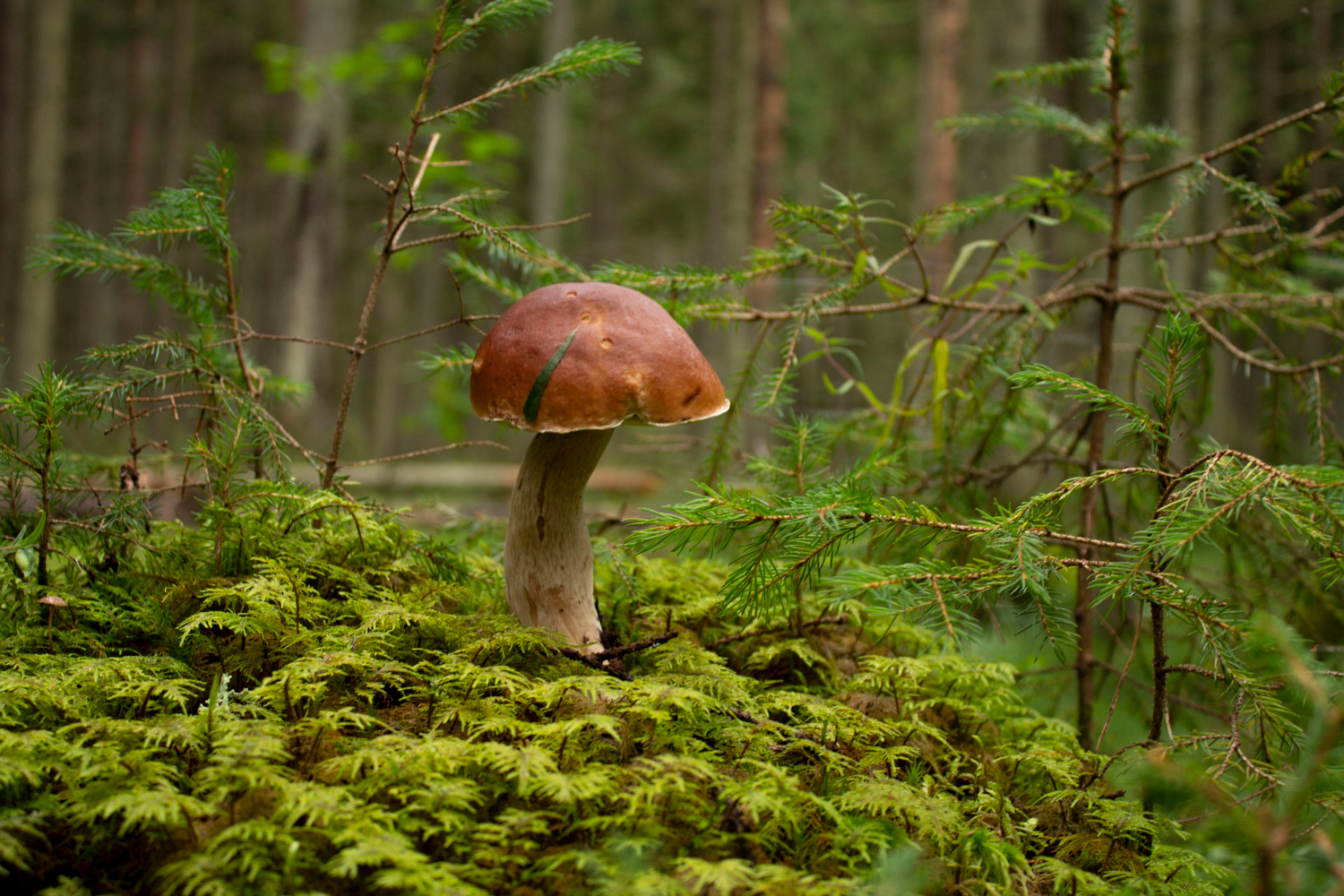 Назвался белым-полезай в корзину.