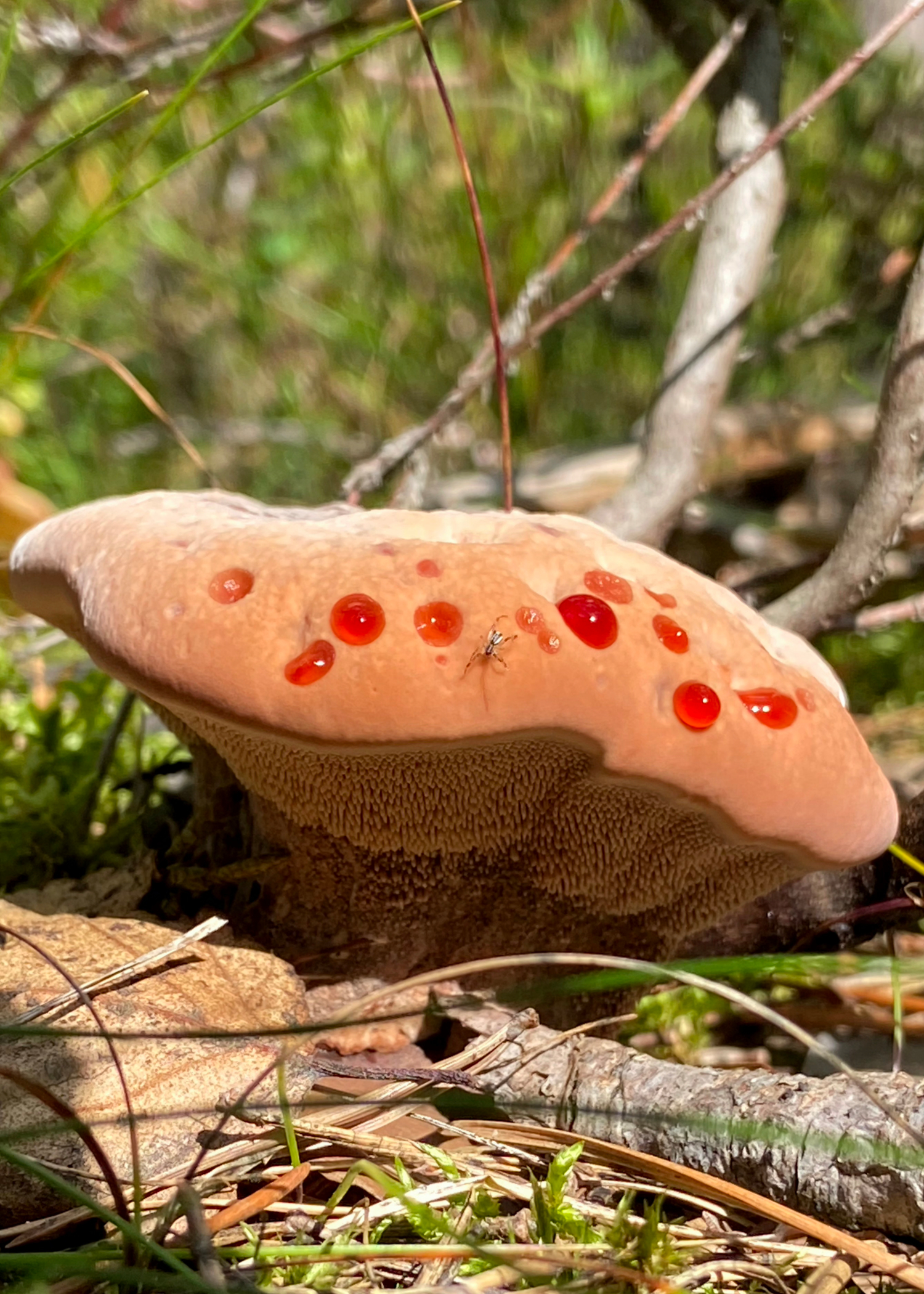 Гиднеллум Пека