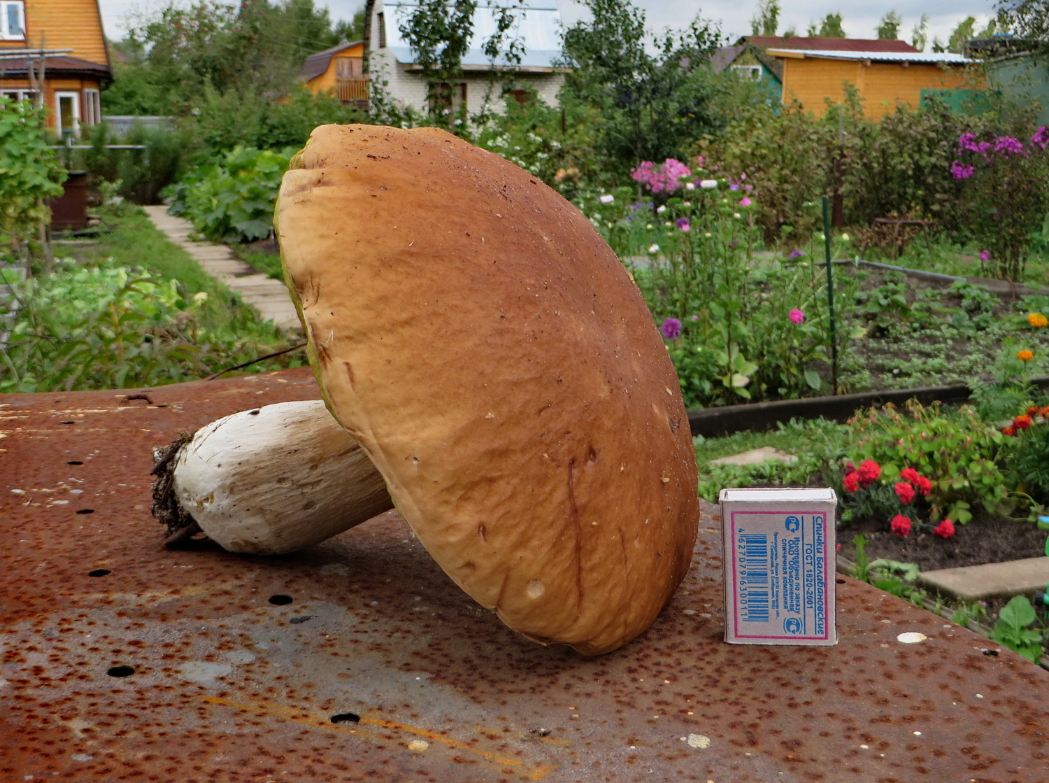 Вот это гриб!!!!