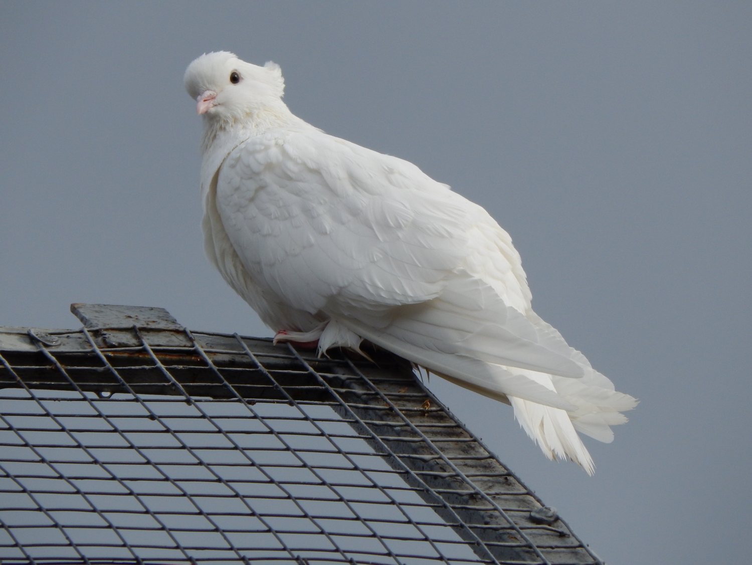 Высоко сижу, далеко гляжу...