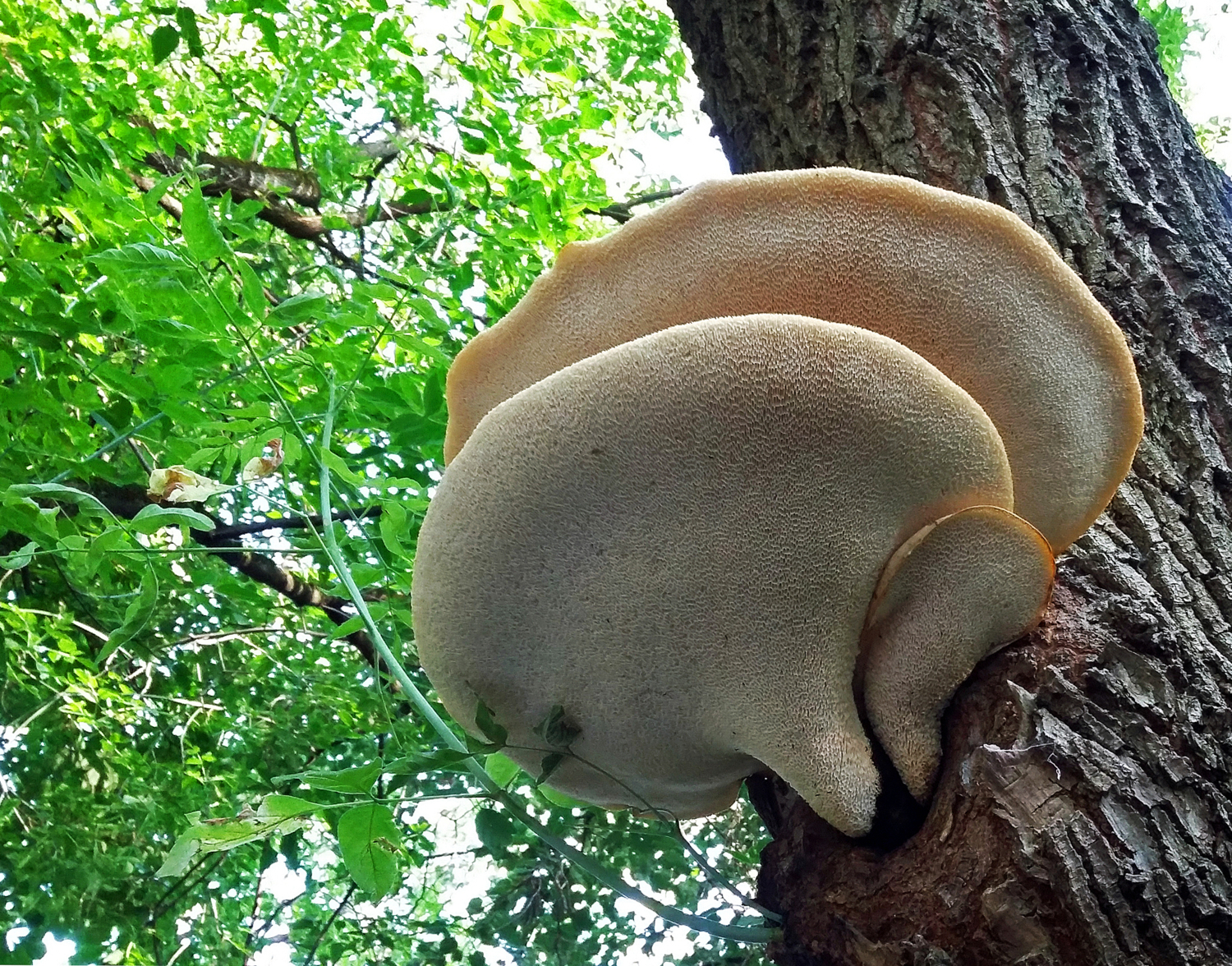 Папа, мама, я - отличная семья