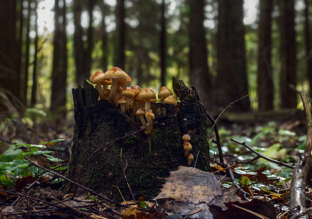 Грибной пенёк