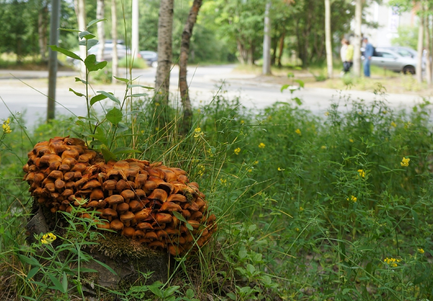 -ау, мы здесь