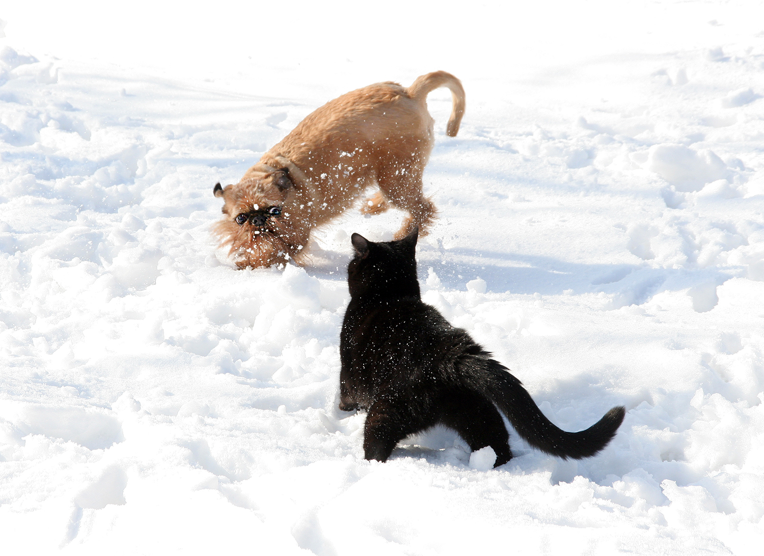 игра в снежки