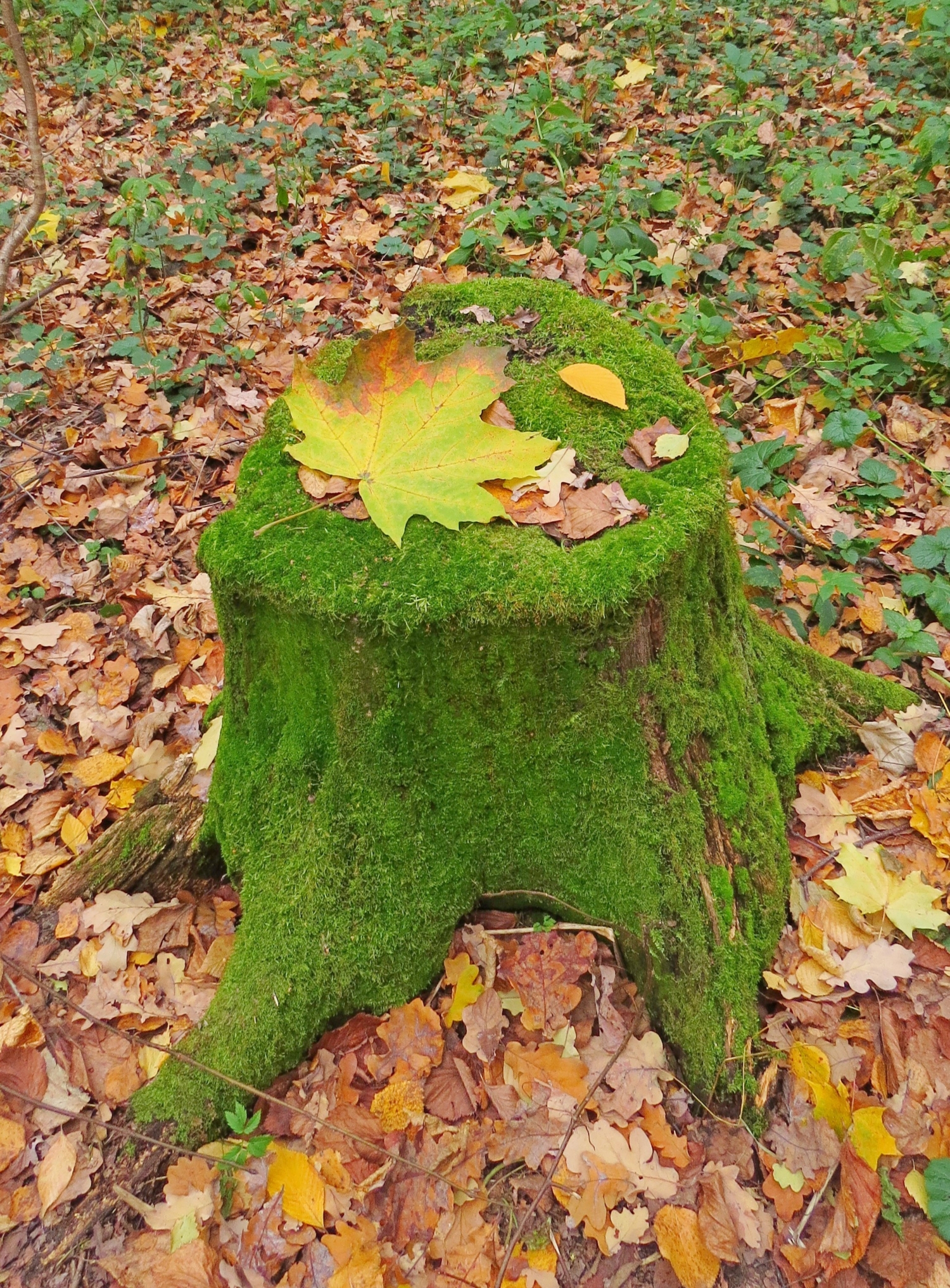 Осенний натюрморт