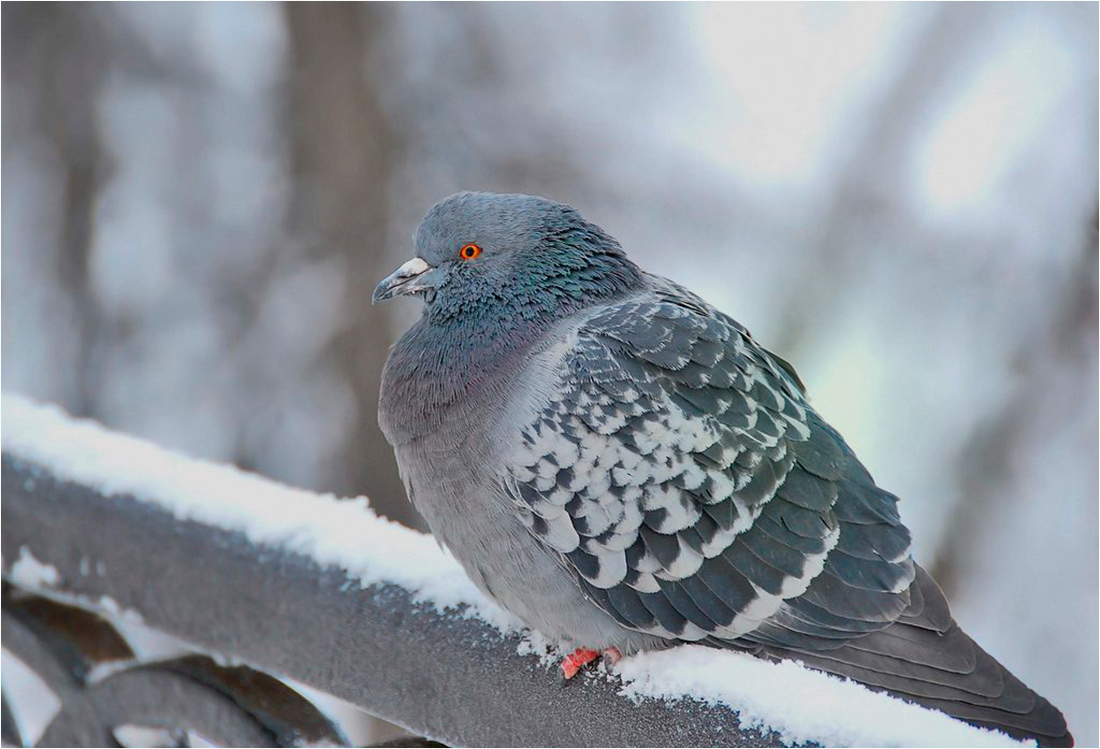 замерз бедолага...