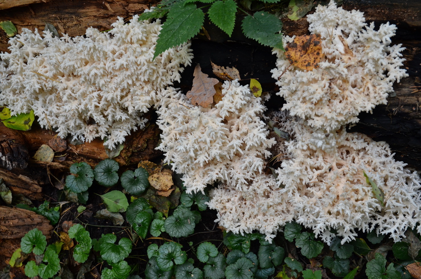 Грибы, однако!