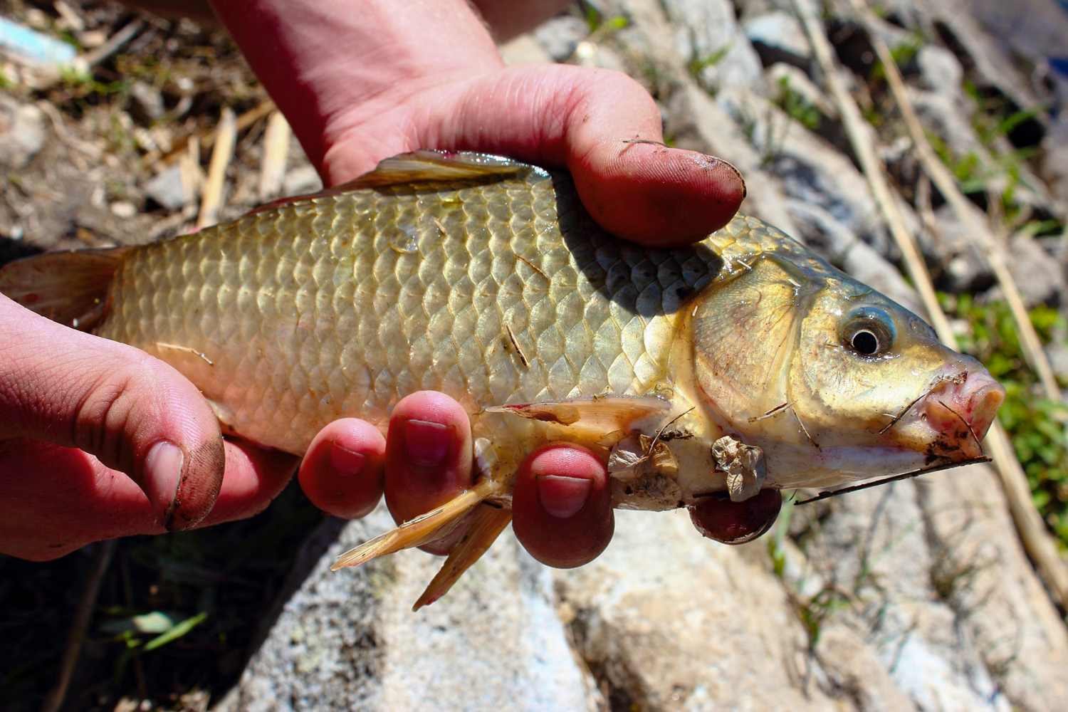 Держи свою рыбу крепко!