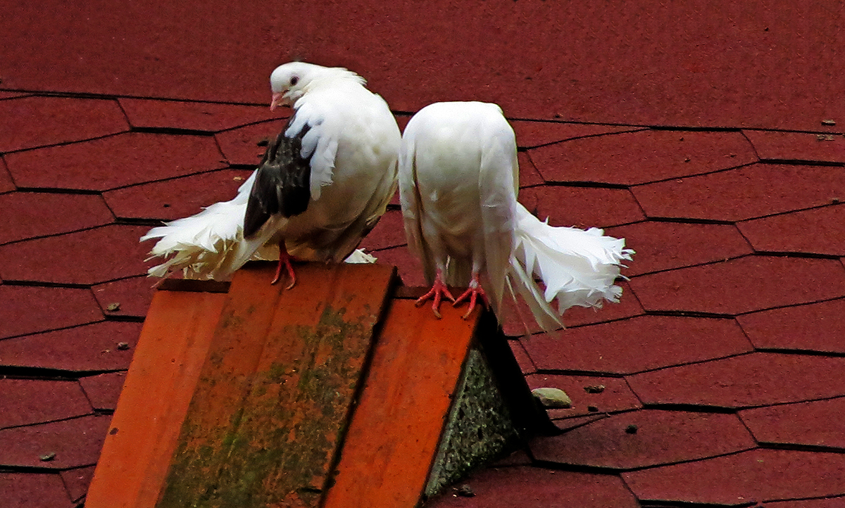 я и мой безбашенный друг